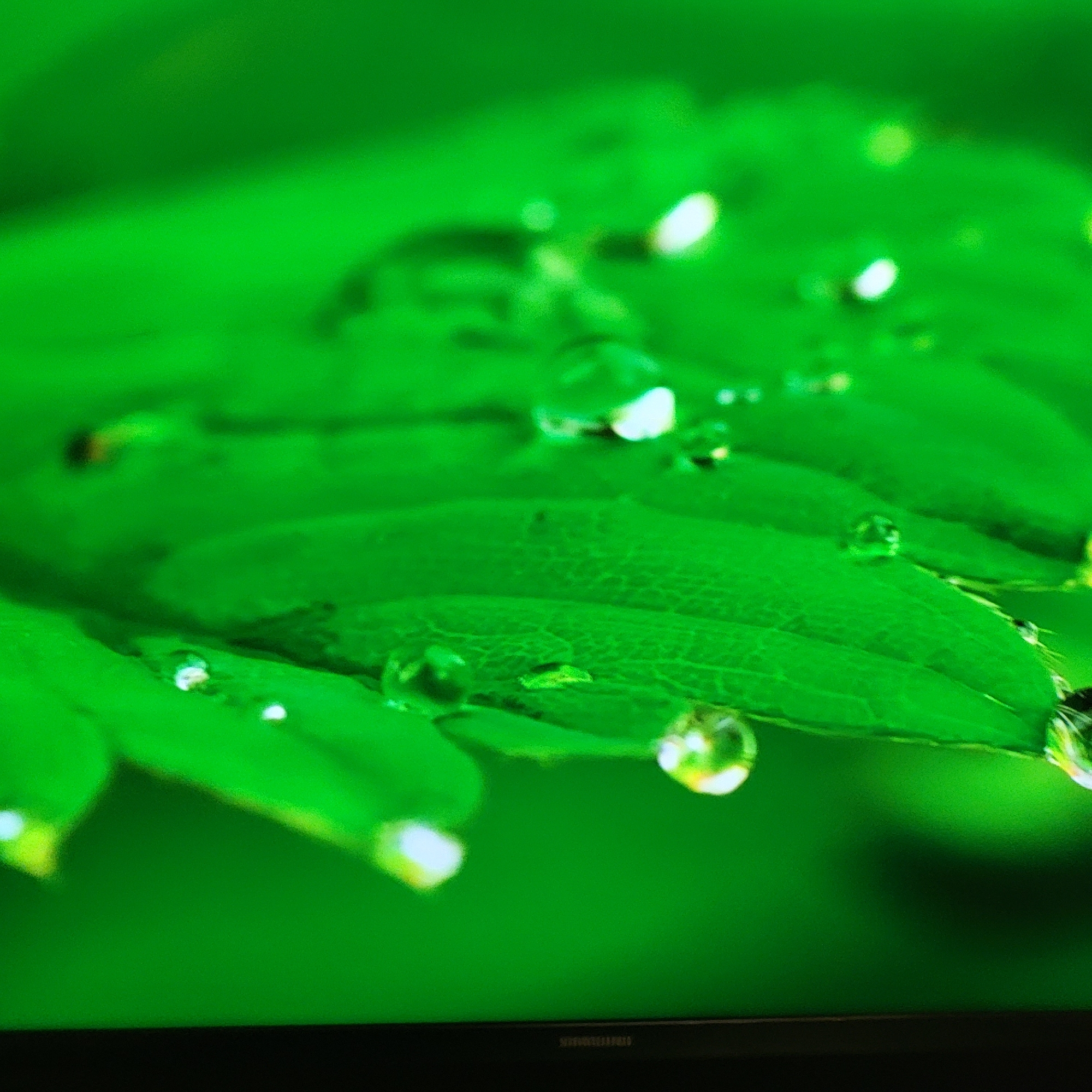 The image depicts a close-up of a green leaf covered in water droplets. The leaf exhibits detailed texture, with visible veins and surface patterns. The water droplets vary in size and reflect light, creating highlights. The background is out of focus and predominantly green. The image does not contain any information indicating a location in Yerevan, Armenia.