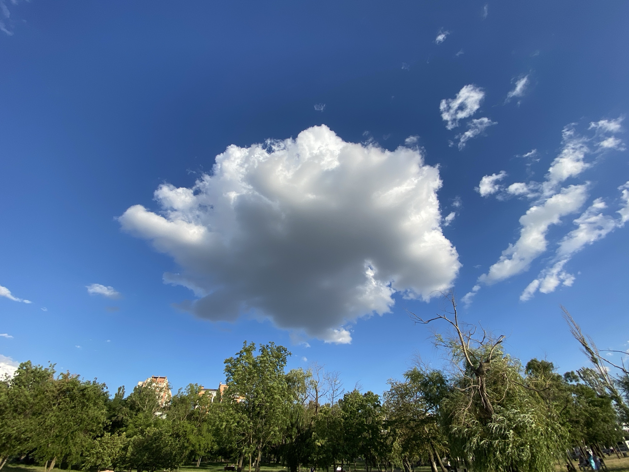 The image shows a park landscape with a bright blue sky and scattered clouds. In the background, buildings are visible above a dense line of green trees. The foreground is filled with more trees, some of which are deciduous and appear to be in full foliage. The ground is a mixture of grass and some bare earth, with a few park benches visible. The overall impression is that of a sunny day in an urban park.