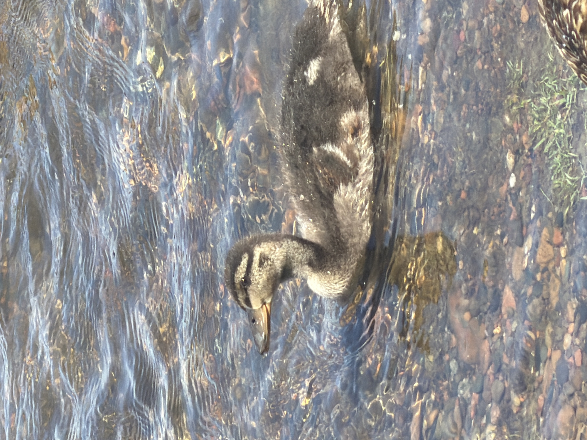 A single duckling swims in clear, shallow water over a bed of colorful pebbles and a few strands of green grass. The duckling, primarily dark brown with lighter speckled markings, is positioned in the center of the frame, facing left. Its head and neck are visible above the water, with its beak slightly open. Ripples on the water's surface create distorted reflections of the sky and the riverbed. The environment suggests a natural body of water, possibly a shallow river or stream, with a mix of submerged rocks and vegetation. There are no people or man-made structures visible in the image. The overall scene is tranquil and focused on the solitary duckling in its aquatic habitat.