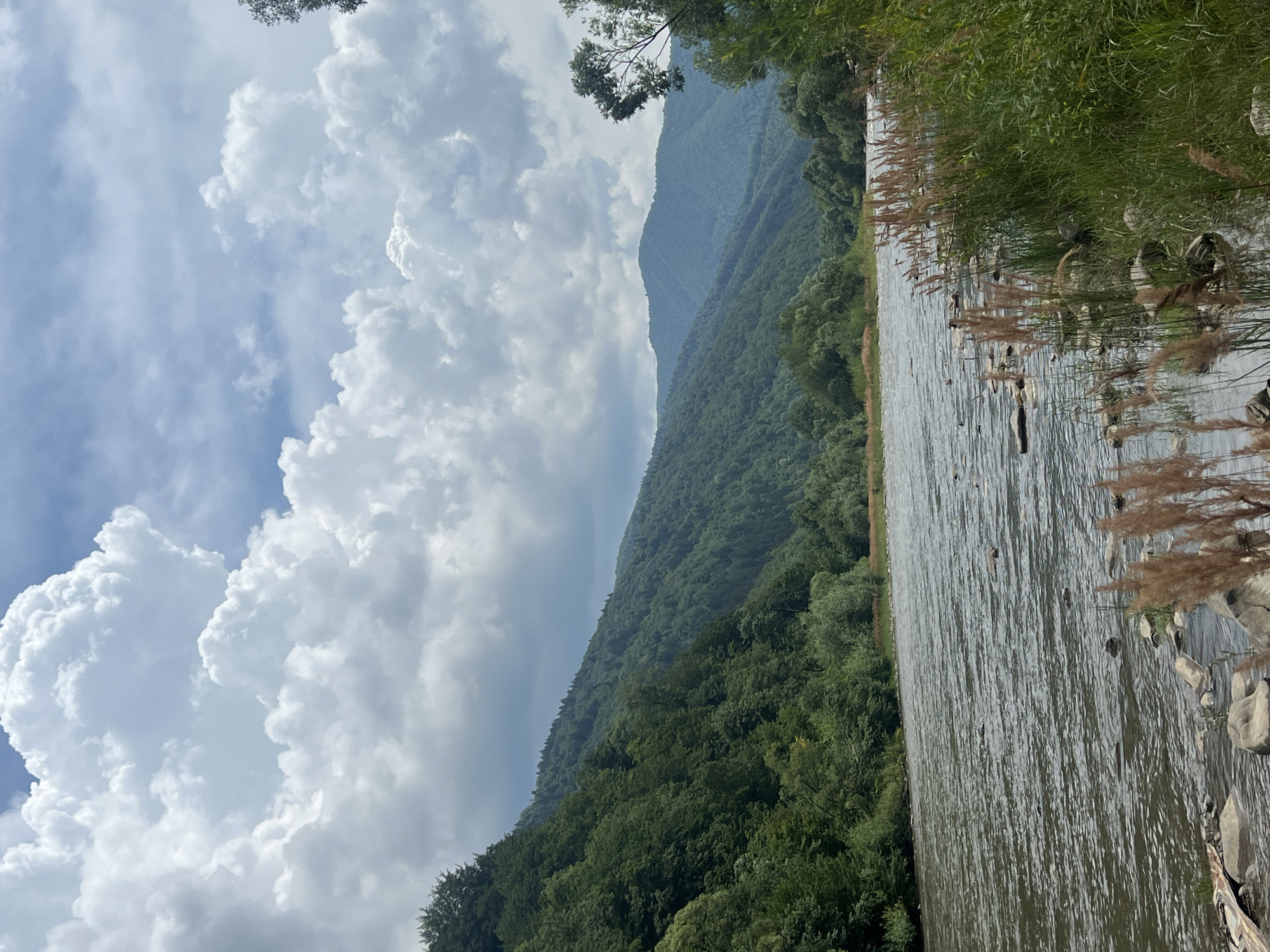 A wide, fast-flowing river dominates the foreground of this outdoor, daytime scene, reflecting the overcast sky. Rocks are visible in the riverbed and along the shallow banks. To the left, a steep, densely forested mountainside rises, covered in a variety of green trees. The mountainside recedes into the distance, with layers of forested hills under a cloudy sky. In the middle ground, the river continues its course, flanked by more trees and vegetation. The right side of the image features tall grasses and reeds growing along the riverbank. The location is the city of Ust-Chorna, Ukraine. There are no people or animals visible in the image.