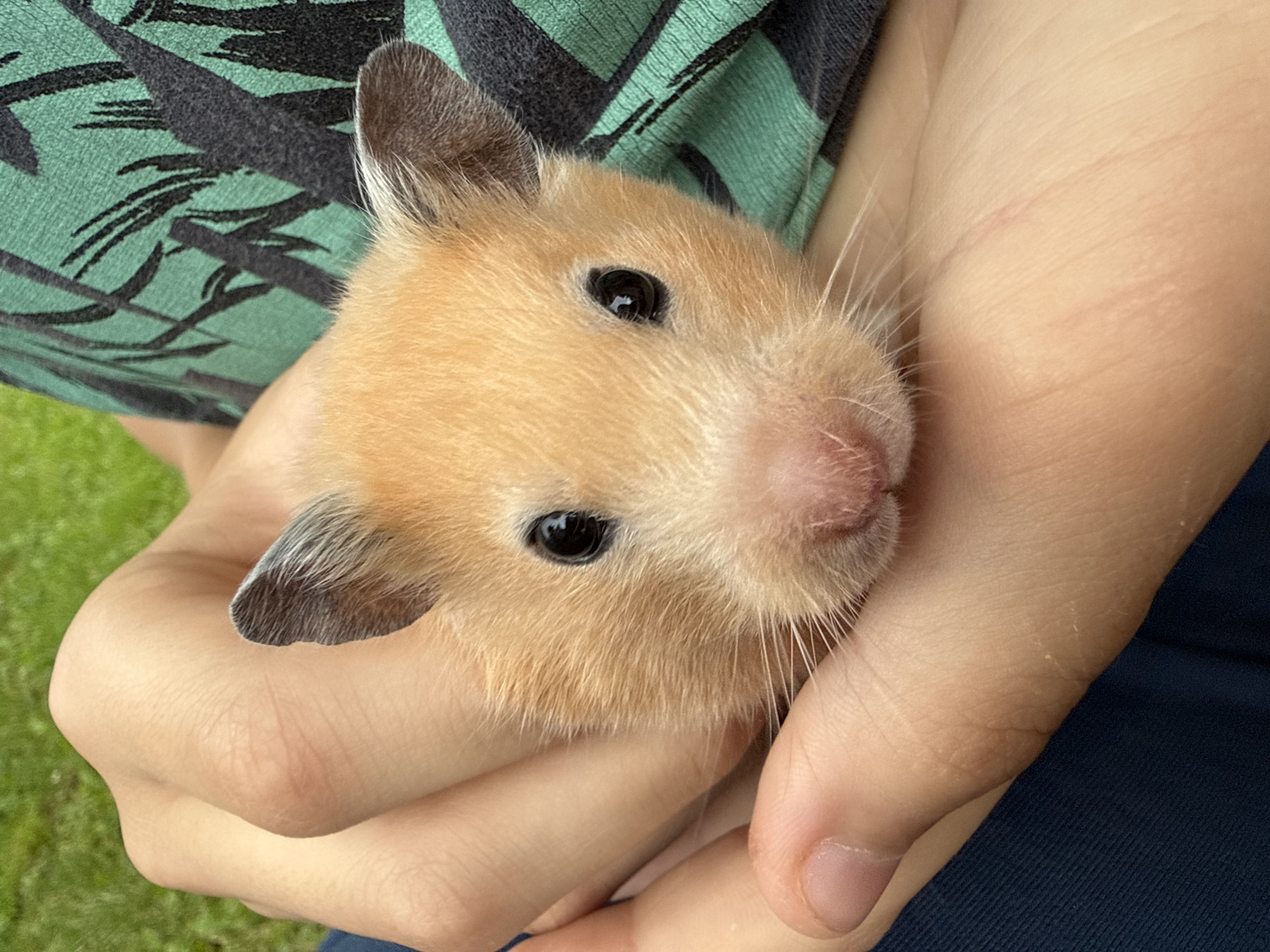 A close-up, eye-level shot shows a light brown hamster being held gently in two human hands. The hamster's face is the primary focus, with its dark eyes and pink nose clearly visible. The hamster's fur is short and soft. The hands are cupped to support the small animal. The background consists of blurred green grass and a portion of a green and black patterned shirt. The image is shot outdoors. The specific location in Pastavy, Belarus, cannot be determined from the provided image.