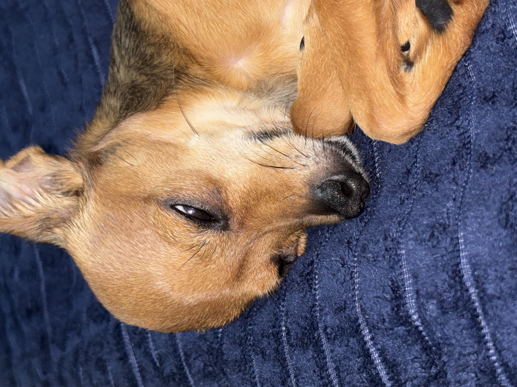 A close-up, high-angle shot captures a small dog with short, light brown and darker brown fur, resting peacefully on a blue, textured blanket. The dog's head is the primary focus, positioned horizontally across the frame. Its left eye is partially open, revealing a dark pupil and a sliver of white, suggesting it is either dozing, in a deep sleep, or just waking up. Long, delicate whiskers extend from its snout, which is dark. Its nose is visible at the edge of the frame. The dog's front paws are curled up, tucked near its face, partially obscuring part of its head. The blue blanket features a plush, soft texture with subtle linear patterns, likely from its stitching or weave. The scene depicts a moment of serene rest for the animal in an indoor setting, in Chaikovsky, Russia. The lighting is soft, suggesting an artificial light source. No text is visible.