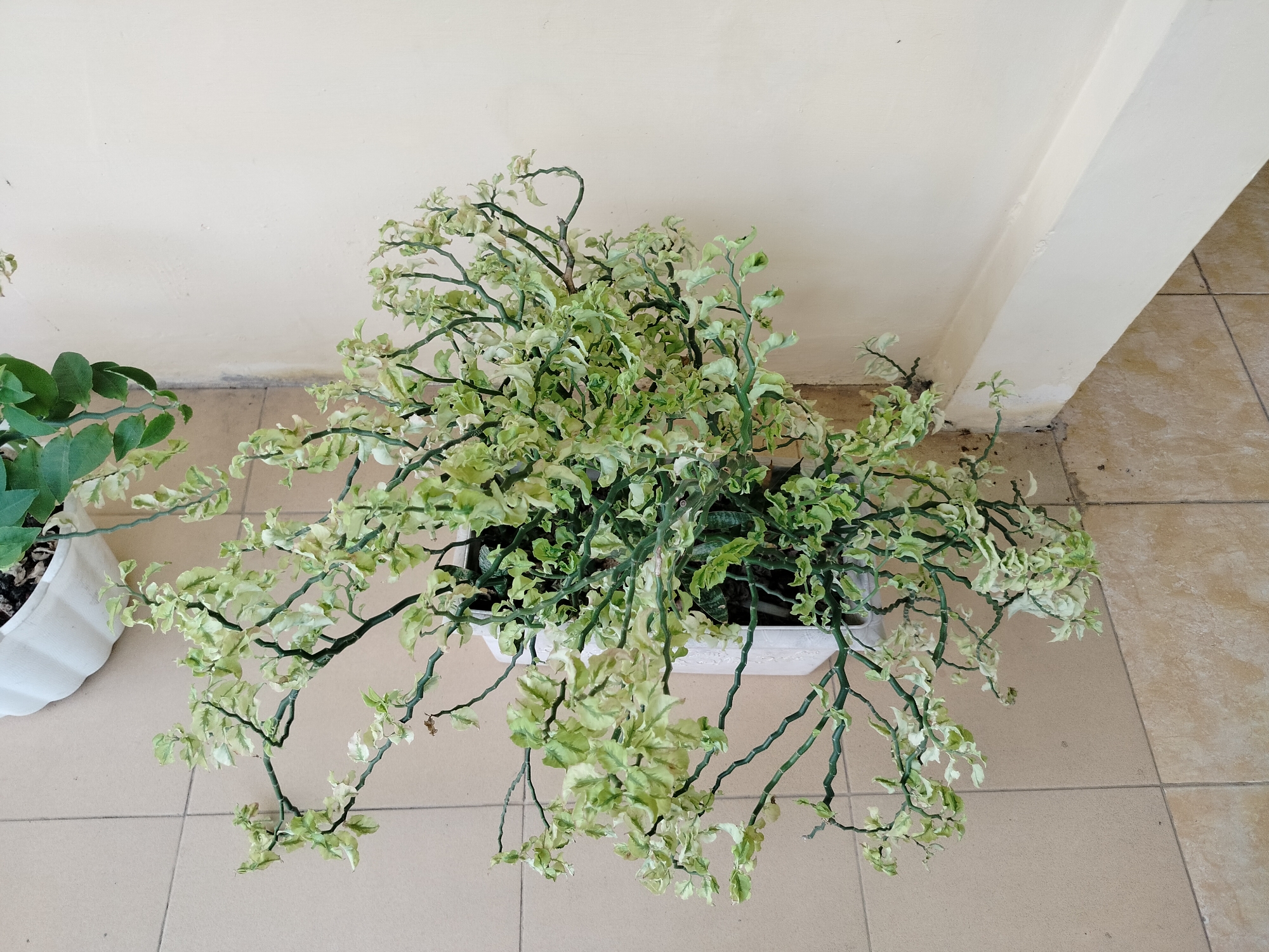 In Lawebekung, Indonesia, a potted plant with variegated green and white leaves sits on a tiled floor. The plant is housed in a white rectangular planter and its branches spread outwards. The background consists of a cream-colored wall. The scene appears to be outdoors, possibly on a patio or walkway, given the presence of tiles and the open space. There are no people visible in the image, and the focus is solely on the plant and its immediate surroundings.
