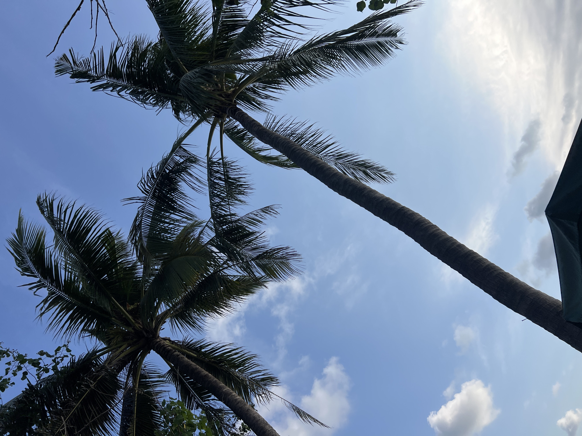 Two coconut palm trees are shown against a clear blue sky with scattered white clouds. The fronds of the palm trees extend towards the bottom of the frame. The base of one of the palm trees is visible, and a dark green tarp-like structure is partially visible at the bottom of the image. The scene appears to be outdoors, possibly in a tropical location like Kuta, Indonesia.