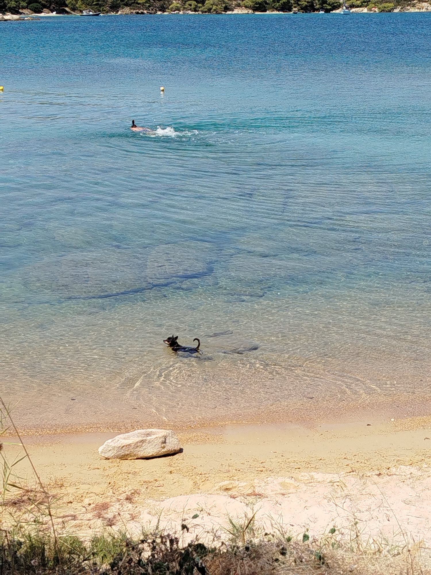 A small black dog is swimming in shallow, clear turquoise water near a sandy beach in Sithonia Municipal Unit, Greece. The dog is facing towards the left, with its head above the water. In the background, a person is snorkeling, with only their head and snorkel visible above the water, and a wake trails behind them. Further in the distance, a line of trees and vegetation borders the coastline. Two yellow buoys are visible in the water. The beach itself has light-colored sand with a few rocks and sparse vegetation. The overall scene depicts a sunny day at the beach with recreational activities taking place.