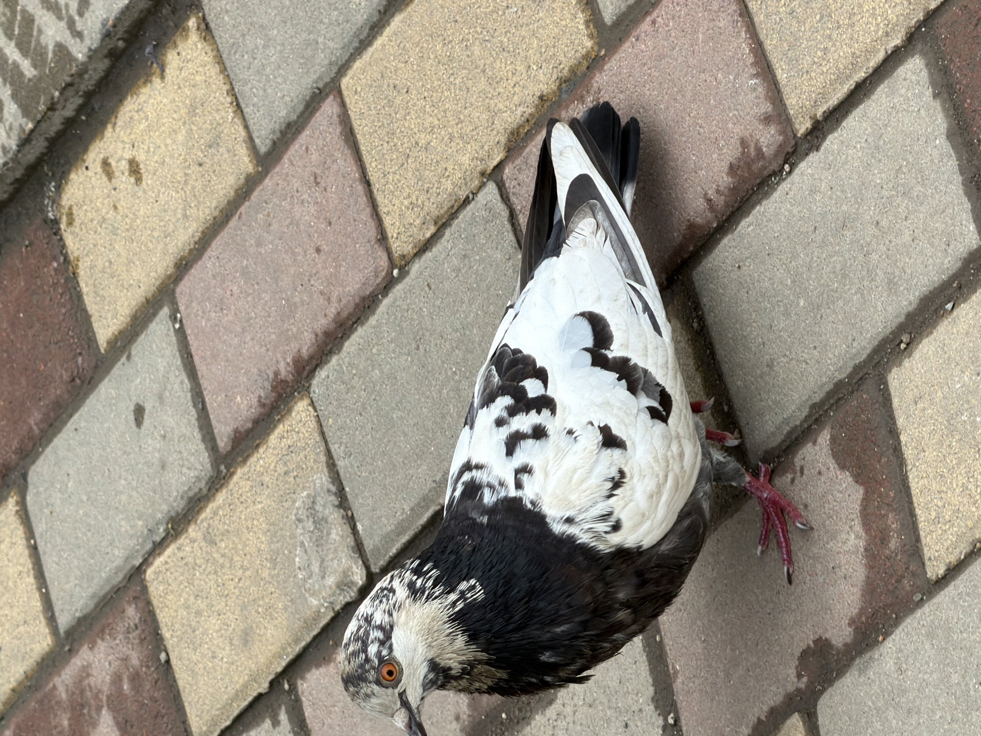 A bird, a piebald pigeon, lies on its side on a paved surface, possibly dead, in the city of Krasnodar, Russia. The paving is comprised of multi-colored bricks in hues of grey, beige, brown, and red. The pigeon has black and white mottled plumage and visible orange eyes. Its red legs are extended sideways.