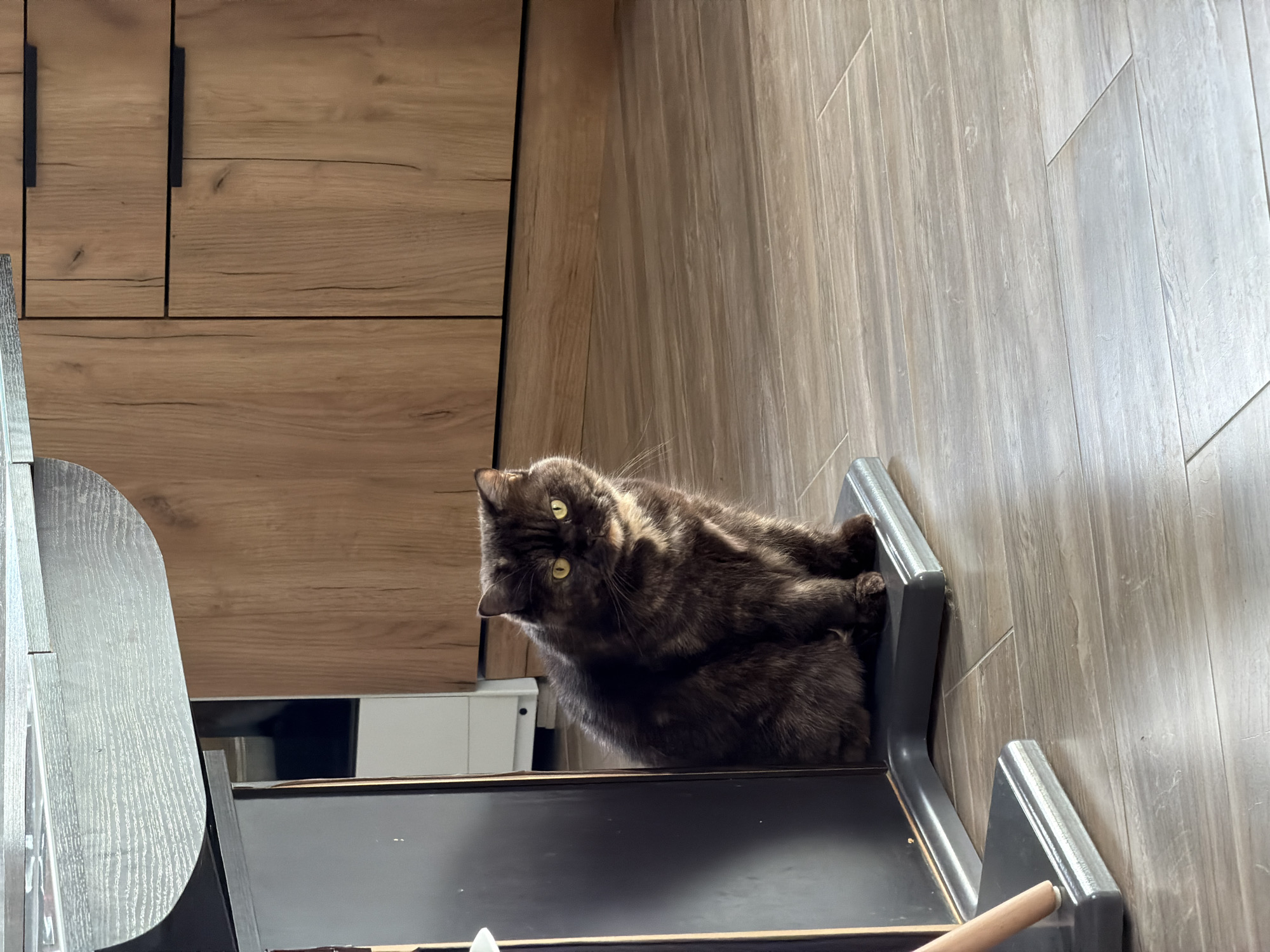 A dark-colored tortoiseshell cat with yellow eyes is sitting on a gray structure inside a building. The structure appears to be a piece of furniture, possibly a desk or a stand with ledges. The background consists of wooden-patterned surfaces, including walls and cabinets. The location is Chaikovsky, Russia. There are no other people or subjects visible. The cat is looking at the camera. The actions are the cat sitting and looking. The environment consists of the interior of a building with wooden features.