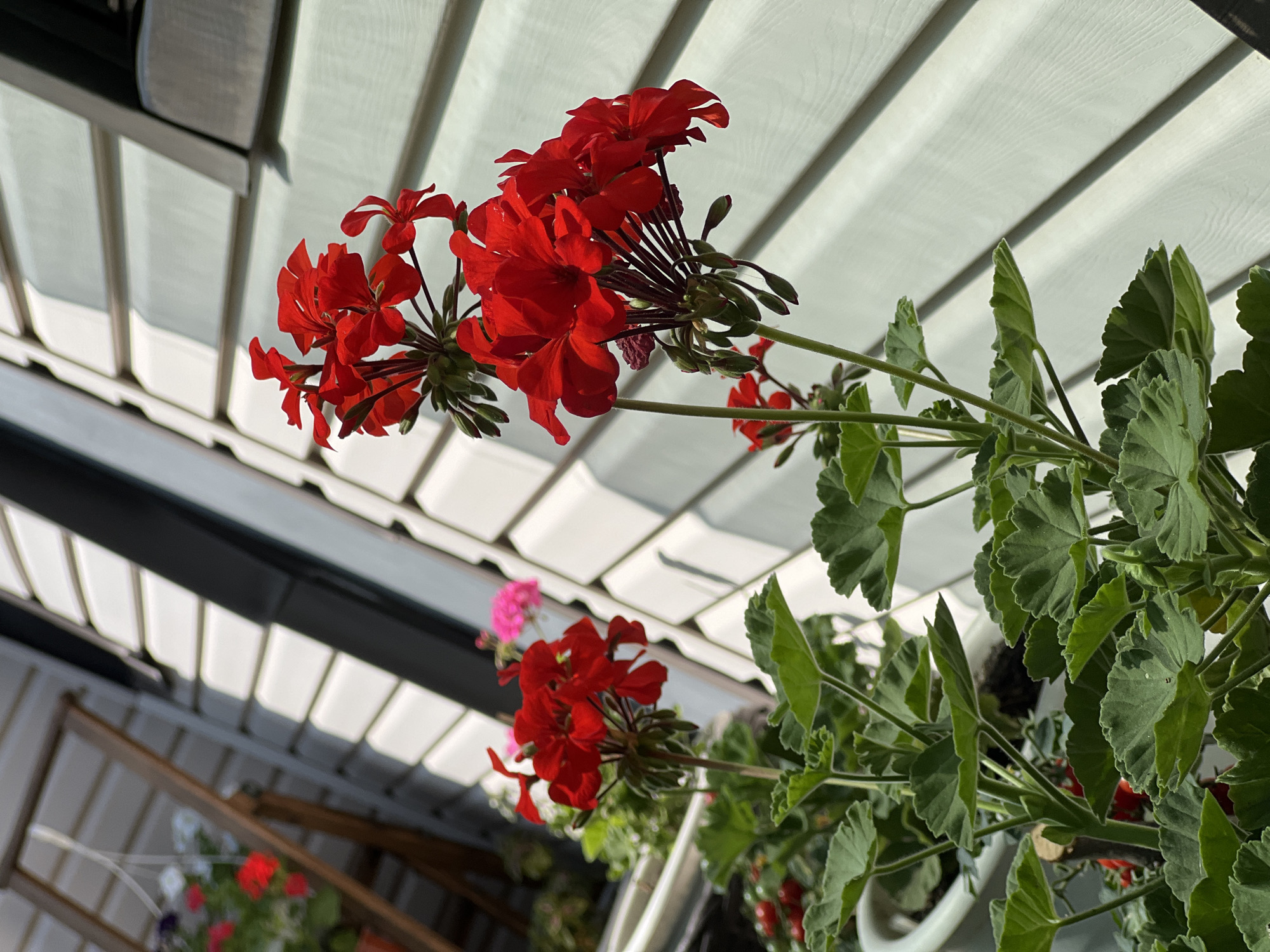 The image captures a close-up view of vibrant red geraniums in bloom, set against a backdrop of light green, horizontal siding. Sunlight casts sharp shadows across the siding, creating a textured visual effect. In the background, out of focus, a wooden plant stand holds other flowers, including some pink ones. The siding appears to be on the exterior wall of a building. No people are visible in the frame. The overall impression is one of a bright, sunny day in a garden or on a balcony. The specific location in Lopatino, Russia, is not discernible from the visual elements alone.