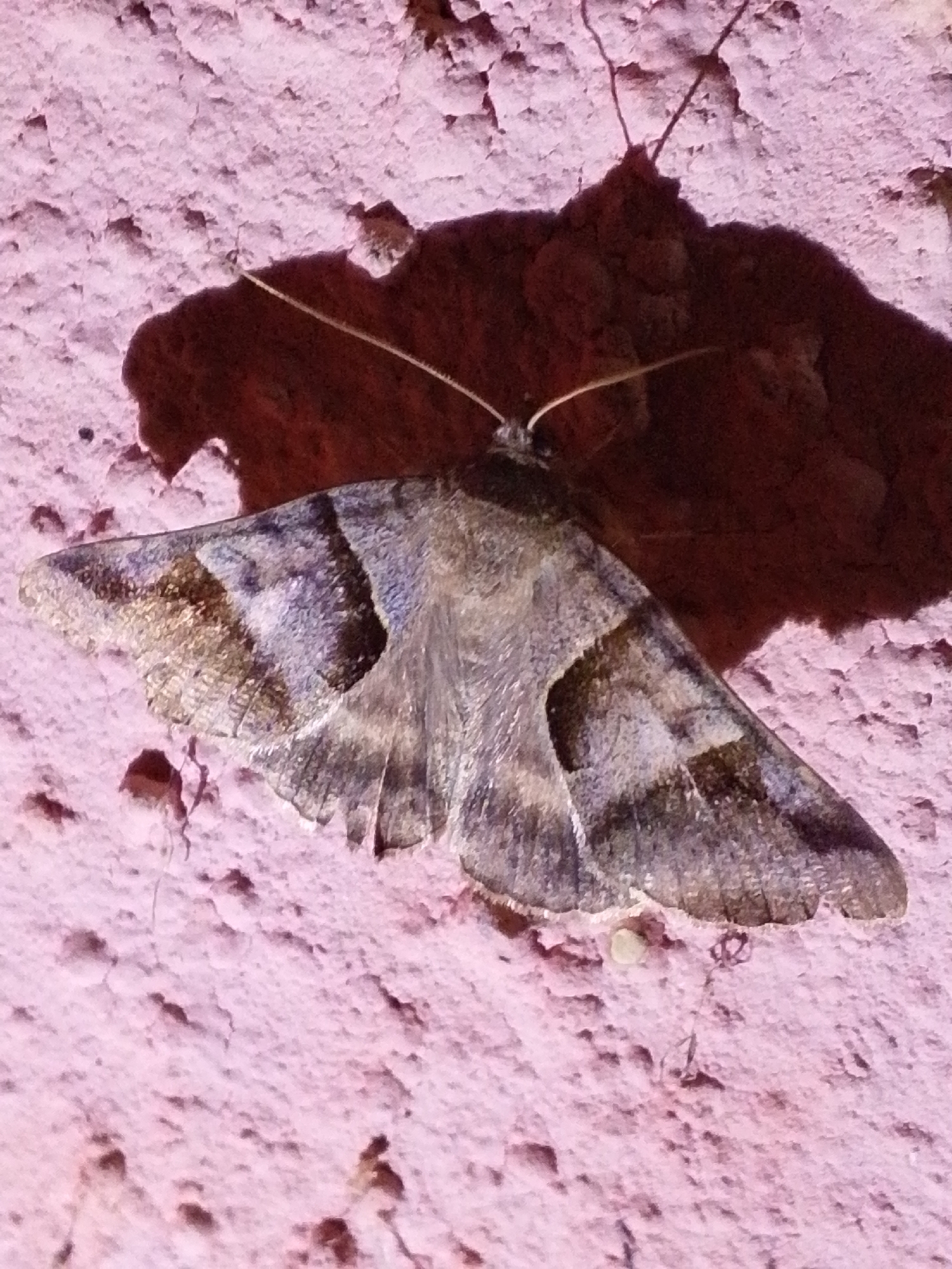 A light brown and grey moth with dark stripes on its wings rests on a textured pink surface. The moth is positioned horizontally, with its wings slightly open, revealing intricate patterns. A dark shadow is cast behind the moth, suggesting an overhead light source. The pink surface appears to be a wall with a rough, stucco-like finish. The image does not provide any information about the location in Serti, Nigeria.