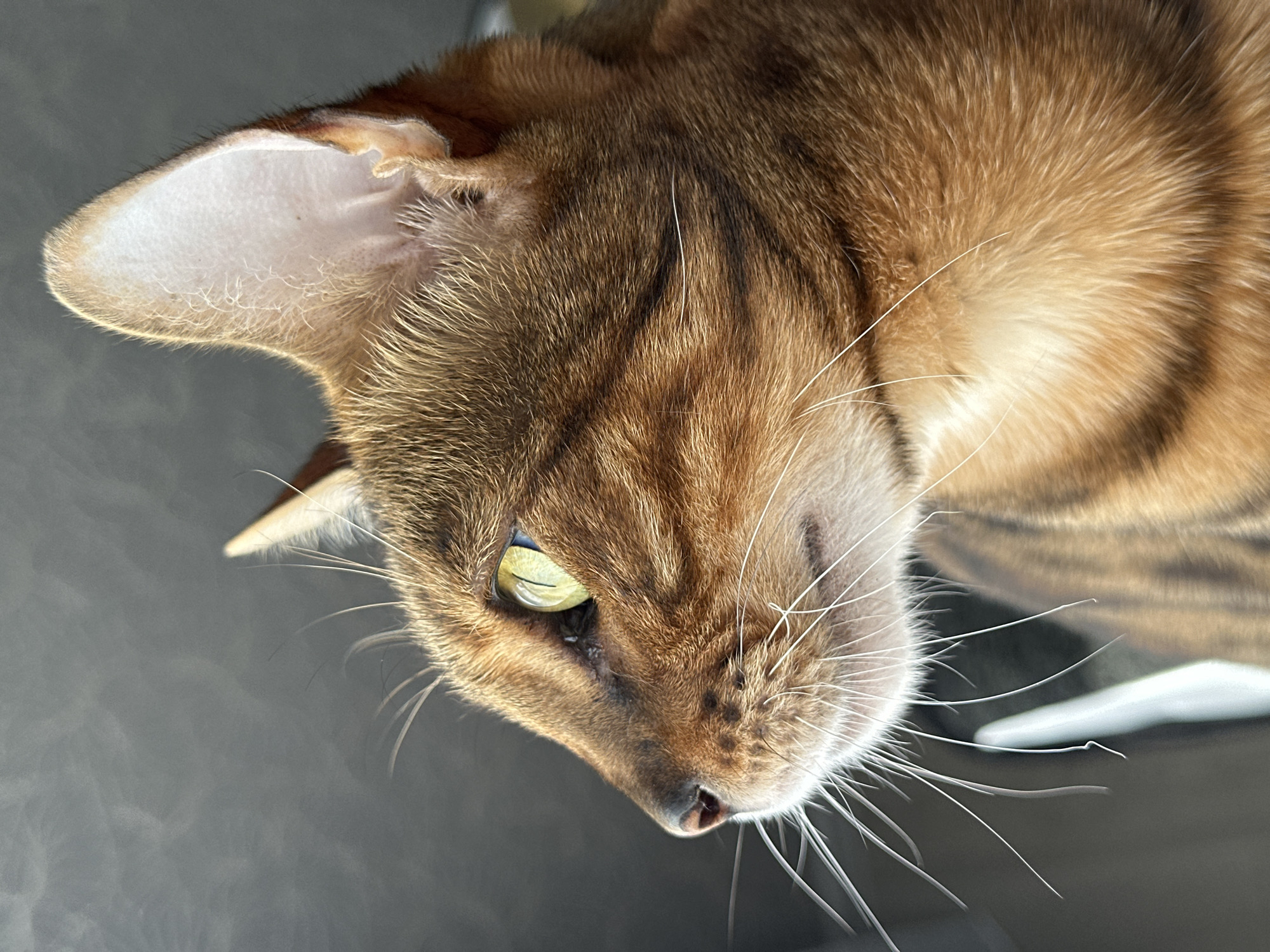 A close-up, profile view captures a ginger tabby cat with striking green eyes and prominent white whiskers. The cat's fur exhibits a pattern of dark brown stripes against a warm orange base. Its ears are erect and pointed, with the inner surfaces visible and lined with fine white hairs. The background is a soft, out-of-focus gray, suggesting an indoor environment or a softly lit outdoor space. The cat appears alert and focused on something beyond the frame. The image is a high-quality, detailed photograph.