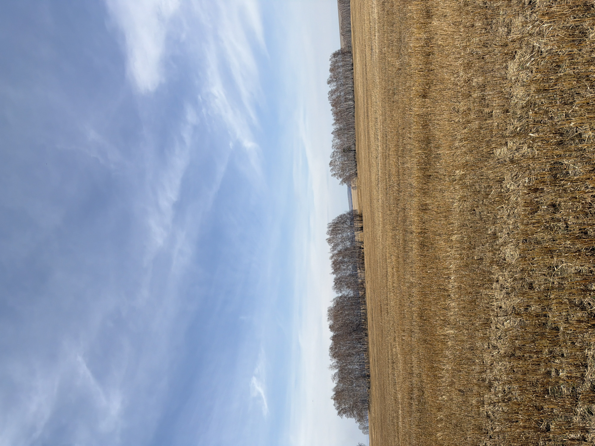 The image captures a wide, expansive landscape under a clear, bright sky. The scene is dominated by a vast, golden-brown field, appearing to be covered in stubble or dry stalks, suggesting a recent harvest. The field extends from the foreground into the midground, showing varying textures across its surface.
A distinct line of deciduous trees, currently bare of leaves, stretches horizontally across the middle distance, forming a natural boundary between the field and the distant horizon. The trees have a silvery-brown appearance, indicative of late autumn, winter, or early spring. Beyond this line of trees, another section of the field or perhaps a distant forested area is visible.
The sky above is a pale, clear blue, adorned with wispy, diffused white clouds that stretch across the expanse, adding depth and texture to the upper portion of the frame. The lighting suggests it is daytime, with bright, even illumination across the landscape. There are no visible people, animals, or specific activities taking place, creating a serene and quiet atmosphere. The image conveys a sense of open space and natural beauty, characteristic of rural areas. No visible text is present in the image. The location is specified as Шошино, Russia.