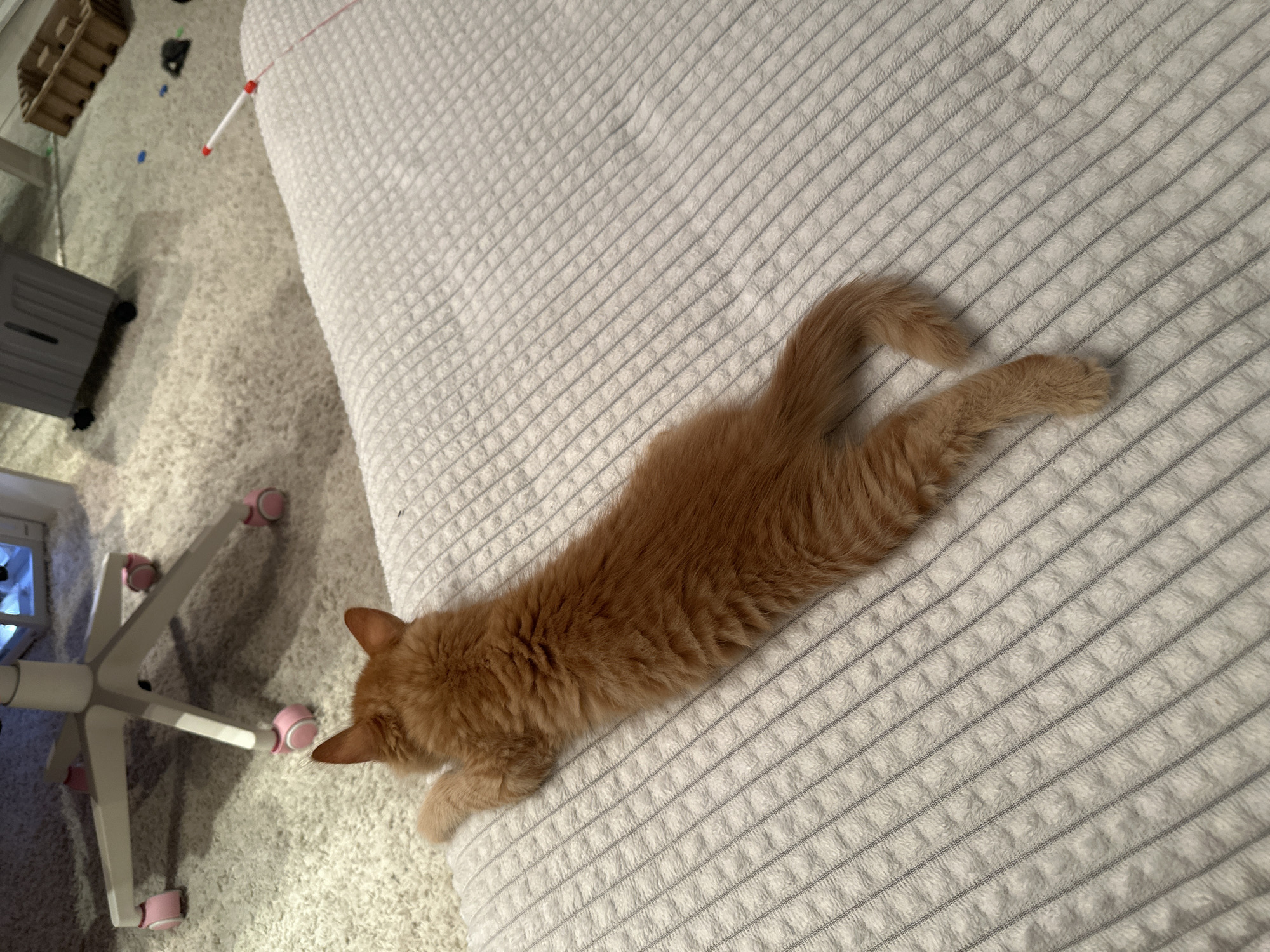 A ginger cat is stretched out on a light-colored, textured blanket. The cat's head is near the edge of the blanket, close to a white office chair with pink wheels on a patterned carpet. Behind the chair and to the left, there is a gray storage unit. In the upper left corner, there are boxes on a shelf. The location is not specified.