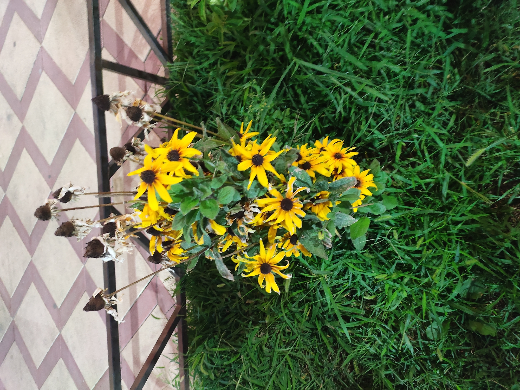 A cluster of Black-eyed Susans, some in full bloom with bright yellow petals and dark centers, and others withered with dried brown seed heads, are planted in a bed of lush green grass. A dark metal fence runs along the top edge of the grass, separating it from a paved area with a diamond pattern of beige and purple tiles. The scene is outdoors, under what appears to be ambient evening light. The location is identified as Leninkent, Russia. There are no people or animals visible in the image.