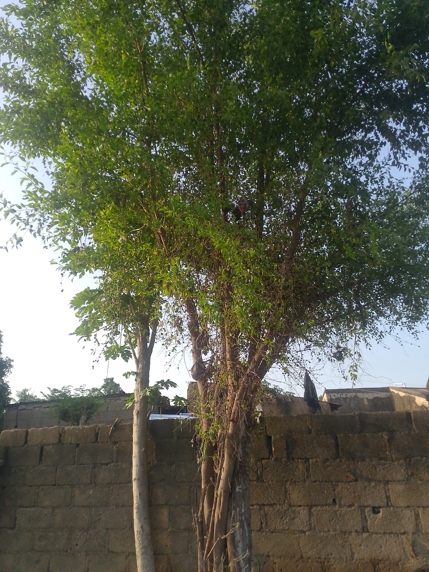The image shows a large tree with lush green foliage in the foreground, obscuring much of the background. Behind the tree, a low, weathered brick wall runs horizontally across the frame. The wall appears to be constructed from roughly cut, unmortared stones. Beyond the wall, a few structures are partially visible, suggesting an urban or semi-urban environment. The sky is a pale blue with some hints of white, indicating daylight. The overall scene is likely from a residential area in Jalingo, Nigeria, given the architectural style of the wall and the type of vegetation. There are no people or animals clearly visible in the frame.