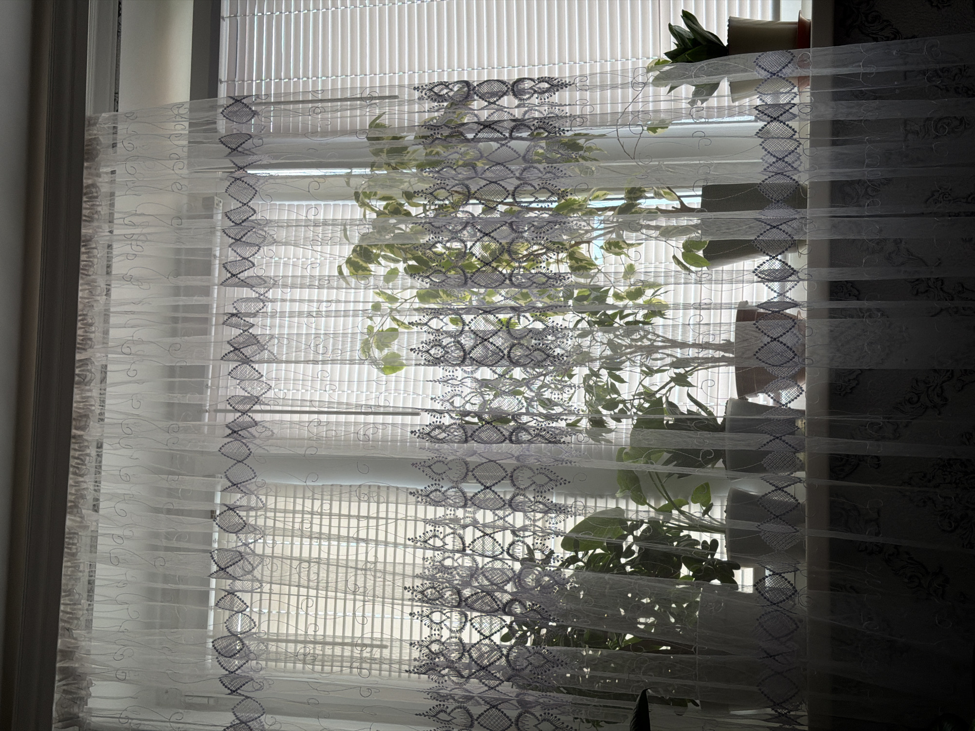 The image depicts a window with sheer white curtains adorned with a patterned lace trim along the bottom edge. The curtains are partially covering horizontal blinds that are slightly open, allowing diffused sunlight to filter through. Several potted plants are arranged on the windowsill, varying in size and species, with lush green foliage. The scene is illuminated by natural light, casting soft shadows. The overall impression is one of an indoor domestic setting, likely a home or office space. The location provided, Strășeni, Moldova, is noted as a city.