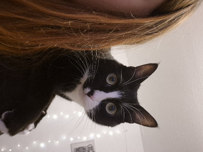 The image features a black and white tuxedo cat, viewed from a low angle, with a person's hair partially visible at the top. The scene is set indoors.
The cat's face dominates the right side of the frame, its head tilted slightly. It possesses captivating green-yellow eyes that are wide and alert, long white whiskers fanning out from its white muzzle, and a small pink nose. Its fur is predominantly black, with a distinct white blaze on its face extending down its chest and front paws. The cat's expression conveys curiosity and engagement, as it looks directly towards the camera.
Above and to the left of the cat, the crown of a person's head and a cascade of long, wavy reddish-brown hair are visible. This perspective suggests the person is holding the cat, or the cat is resting on them, while the photograph is taken from below.
The background is a light-colored wall, softly illuminated by numerous small, out-of-focus fairy lights, creating a warm, ambient glow and suggesting an evening or nighttime setting. A faint, indistinct framed item can be seen further down the wall. The overall atmosphere is cozy.
No text is visible in the image. The location context for this media is Strasbourg, France, although no specific geographical cues are visible within the frame.