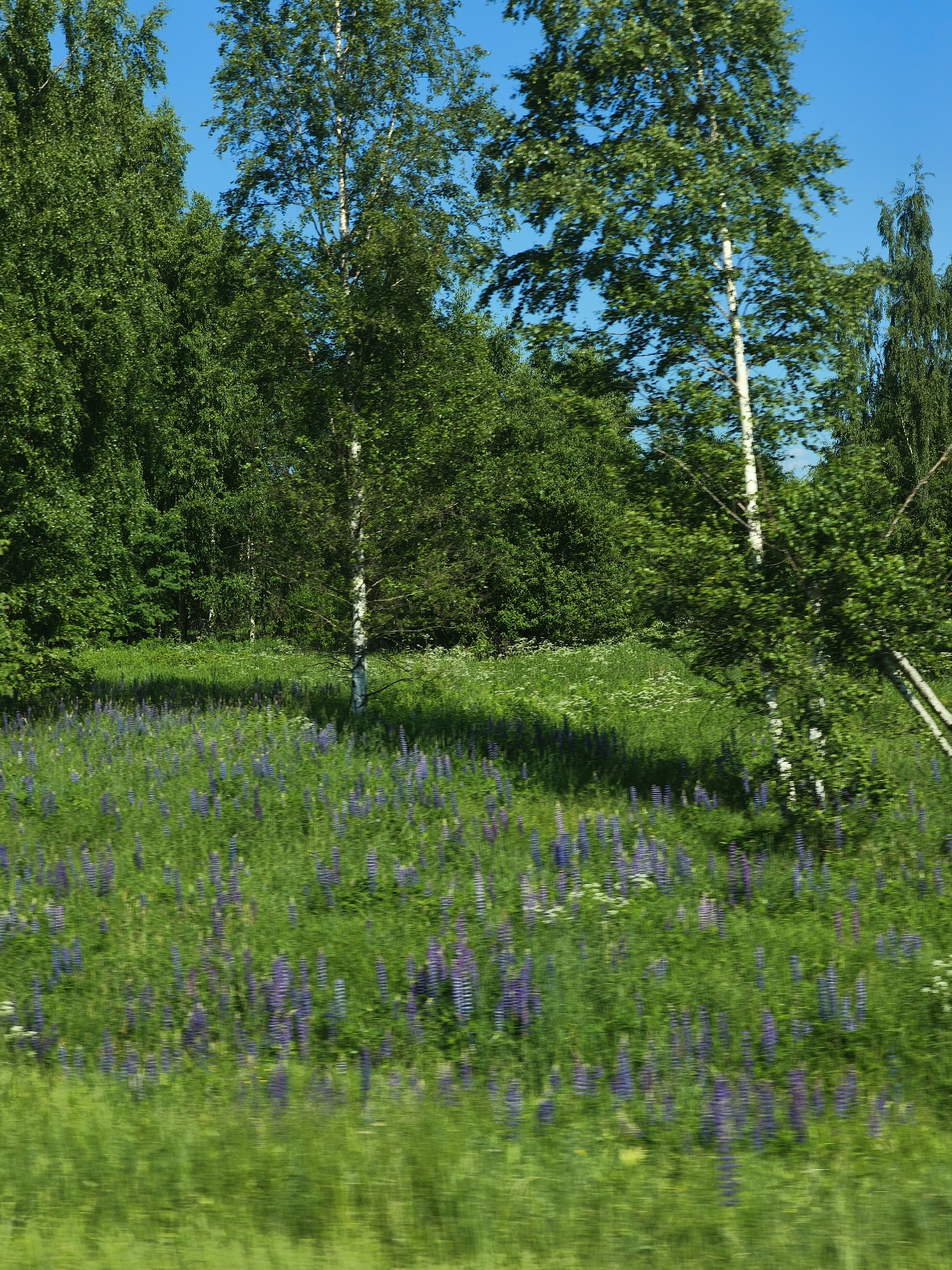 A bright, sunny day scene in Makaryev, Russia, features a lush green meadow dotted with vibrant purple lupine flowers. The meadow is bordered by a dense forest of various trees, including tall birch trees with white bark. The sky above is a clear, brilliant blue. The overall impression is one of natural beauty and tranquility.