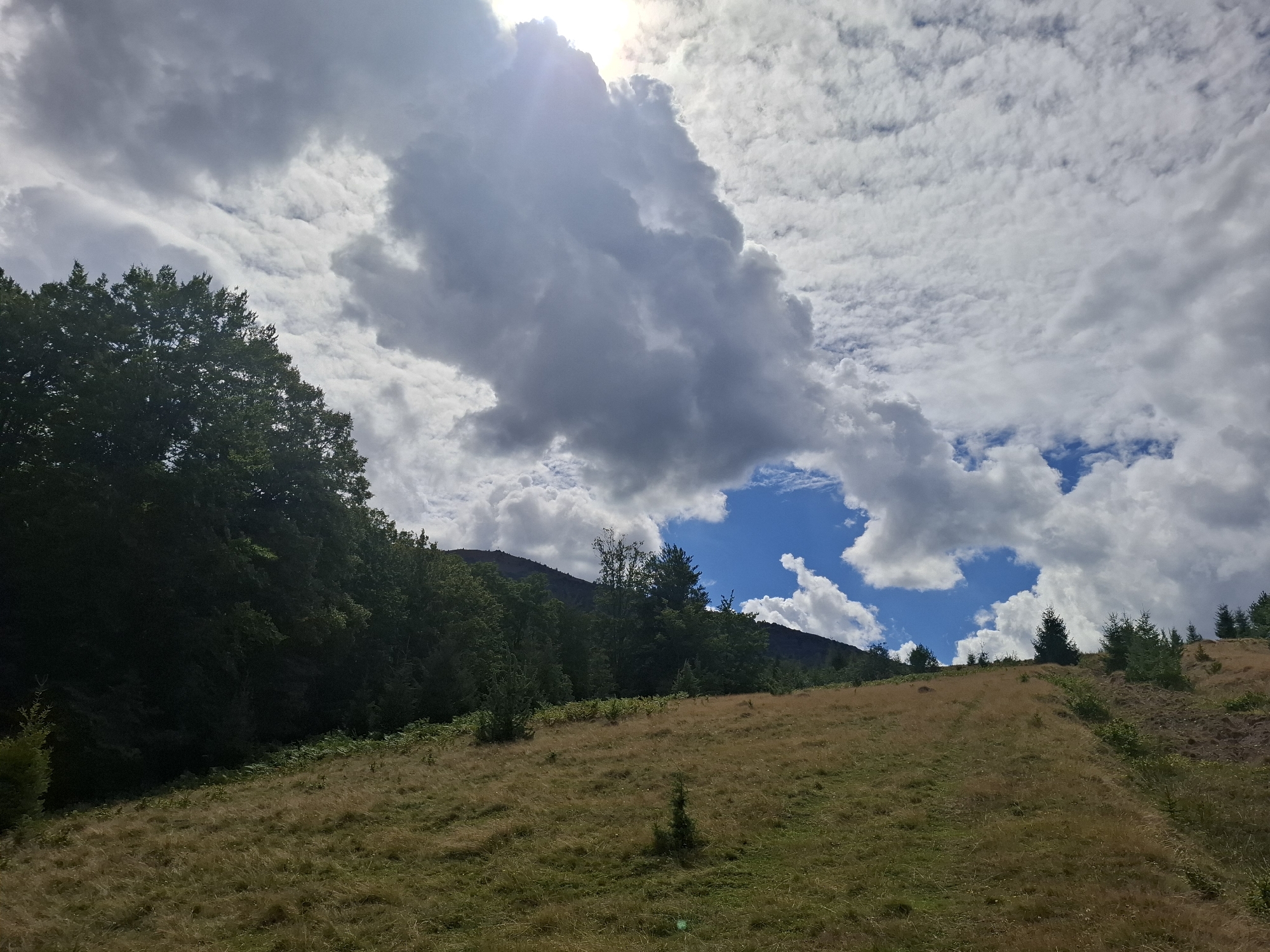 A sunlit, grassy hillside slopes upwards towards a dark line of trees that forms the base of a mountain range. The sky above is a mix of bright blue patches and dramatic, white and gray cumulus clouds, with the sun visible through a large, bright cloud formation. The foreground is dominated by dry, yellow-brown grass, with scattered green plants and a few small, young evergreen trees. The trees on the mountainside are dense and dark green, creating a stark contrast with the lighter tones of the sky and the hillside. The scene appears to be a natural landscape, likely in a rural or mountainous area, such as the outskirts of Volovets, Ukraine, given the geographical context provided. There are no people or animals visible in the image. The overall impression is one of a vast, open sky over a rugged, natural terrain.