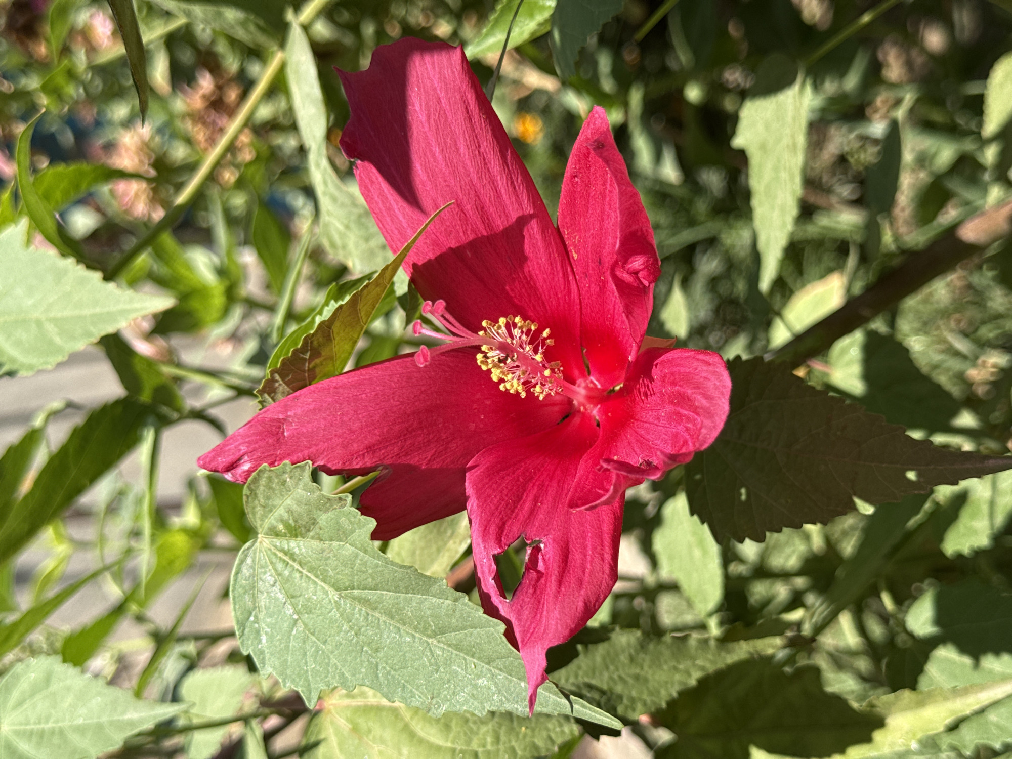 A close-up, eye-level shot features a vibrant pink hibiscus flower in full bloom. The flower's petals are wide and slightly ruffled, with a delicate texture. Its center is a striking contrast of yellow stamens topped with red anthers, clustered around a central pistil. The flower is surrounded by lush green leaves of various sizes and shapes, some of which are out of focus, creating a soft bokeh effect in the background. The lighting suggests it is daytime, with sunlight illuminating the flower and casting shadows. The setting appears to be an outdoor garden or natural environment, with hints of other foliage and possibly a fence or structure in the blurred background.