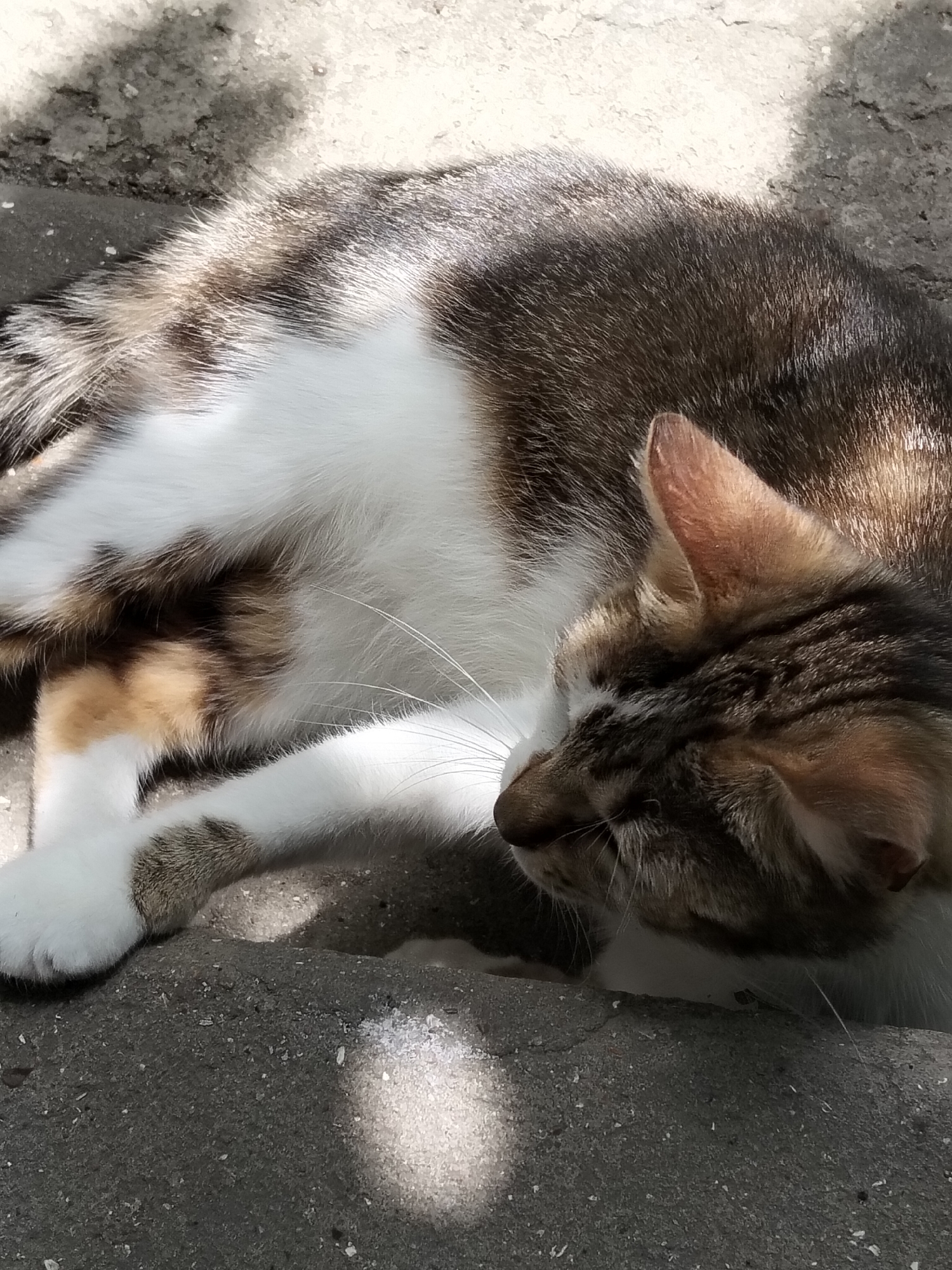 A calico cat is sleeping on rough, grey pavement. The cat is lying on its side, with its head tucked in, and its front paws are extended. Sunlight filters through leaves, creating dappled shadows on the cat and the ground. The cat's fur is a mix of white, brown, and black patches. One of its paws is white with brown spots. The cat appears relaxed and peaceful. The setting suggests an outdoor location, possibly a yard or street, in Biliaivka, Ukraine. The lighting indicates it is daytime, with the sun casting distinct shadows.