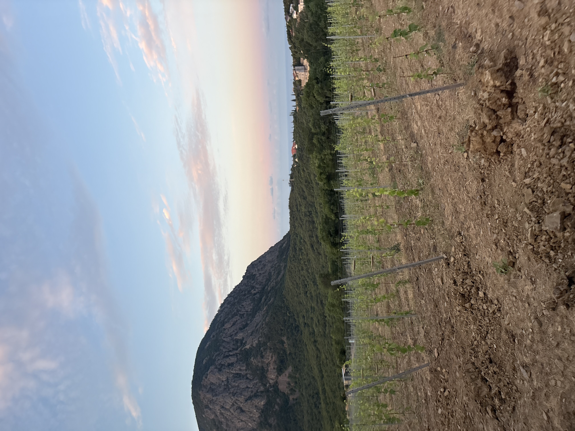 This is a landscape photograph taken in the city of Lavrovoe, Ukraine. The image depicts a vineyard with young grapevines planted in neat rows, supported by thin stakes. The ground in the foreground is dry and rocky, with visible furrows in the tilled soil. In the middle ground and background, the vineyard extends across a gentle slope, transitioning into a dense, green forest that covers the hills. Towering over the landscape is a large, rugged mountain with a rocky, uneven surface. The sky above is a soft gradient of blue, with wispy pink and white clouds, suggesting either sunrise or sunset. In the distance, beyond the hills, a glimpse of the sea is visible, with a few scattered buildings on the coastline. There are no people or animals visible in the image.