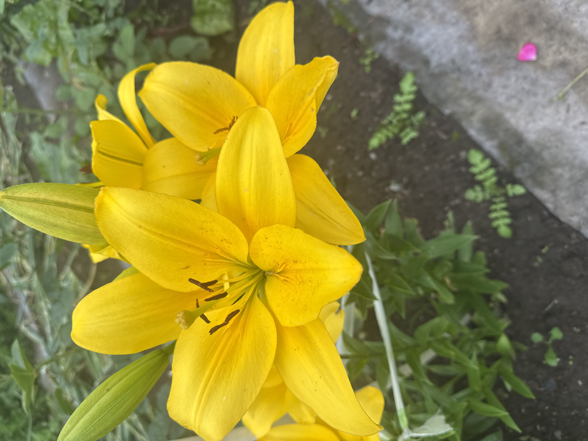 A close-up, eye-level, vertical shot features a cluster of bright yellow lily flowers. Several blooms are in focus, showcasing their trumpet-shaped petals and prominent stamens. The background consists of blurred green foliage and dark soil. A thin white string or support is visible in the lower left, partially obscured by greenery. A single pink petal lies on a gray concrete surface in the lower right corner. The scene appears to be outdoors in a garden setting. The location is specified as Nozhovka, Russia.