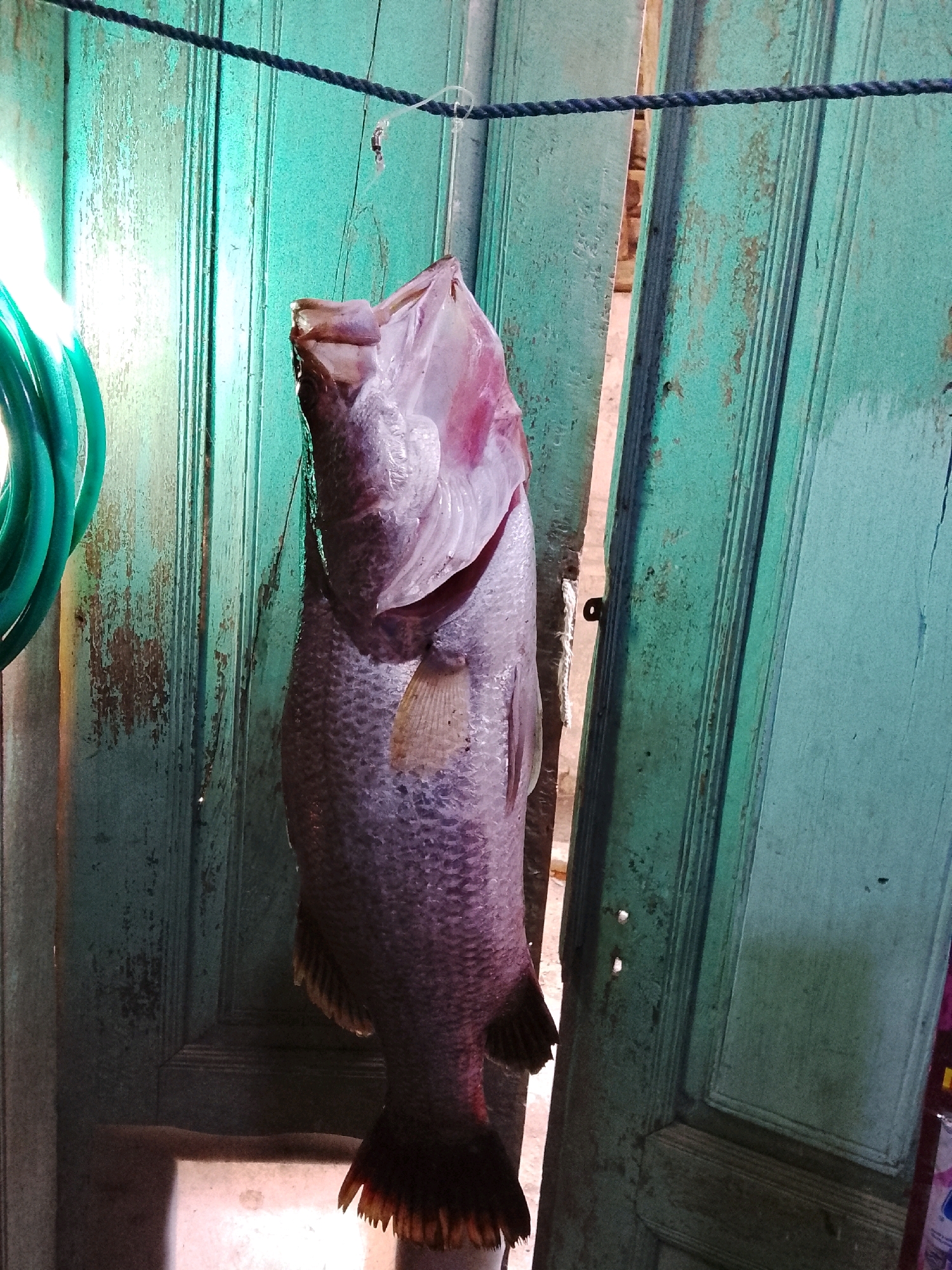 A large, whole fish, likely a barramundi, is hanging by a rope from a clothesline strung across what appears to be an open doorway. The fish is suspended vertically, with its mouth open and its body angled slightly forward. Its scales are a light gray-purple, and its fins are visible. The background consists of two weathered, teal-colored wooden doors, one of which is ajar, revealing a glimpse of what might be a brick wall behind it. To the left of the fish, a green coiled hose is partially visible, illuminated by a bright light source. The scene suggests an outdoor setting, possibly in a residential area or market, with a rustic and aged aesthetic. The overall impression is that of a freshly caught fish being prepared for sale or consumption, a common sight in coastal regions like Ujungrusi, Indonesia, where fishing is a significant part of the local economy and culture.