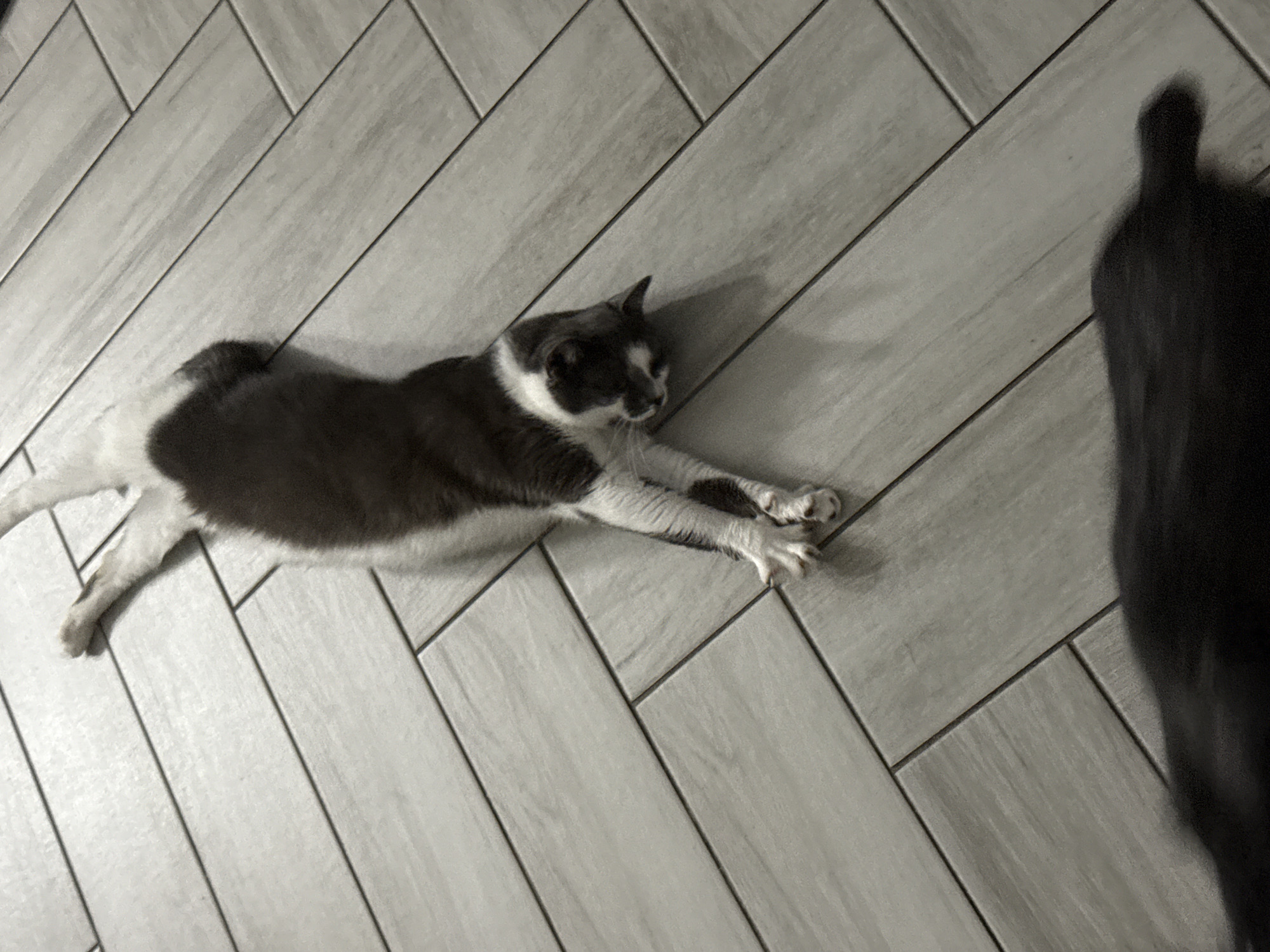 A grey and white cat is stretched out on a herringbone patterned floor. The cat's front paws are extended forward, and its back legs are tucked underneath its body. The cat is looking to the right with its head slightly tilted. The floor is made of light grey tiles with a wood grain texture. In the foreground, the blurred shadow of another dark-colored cat is visible, partially obscuring the tiled floor. The scene is indoors, likely in a home.