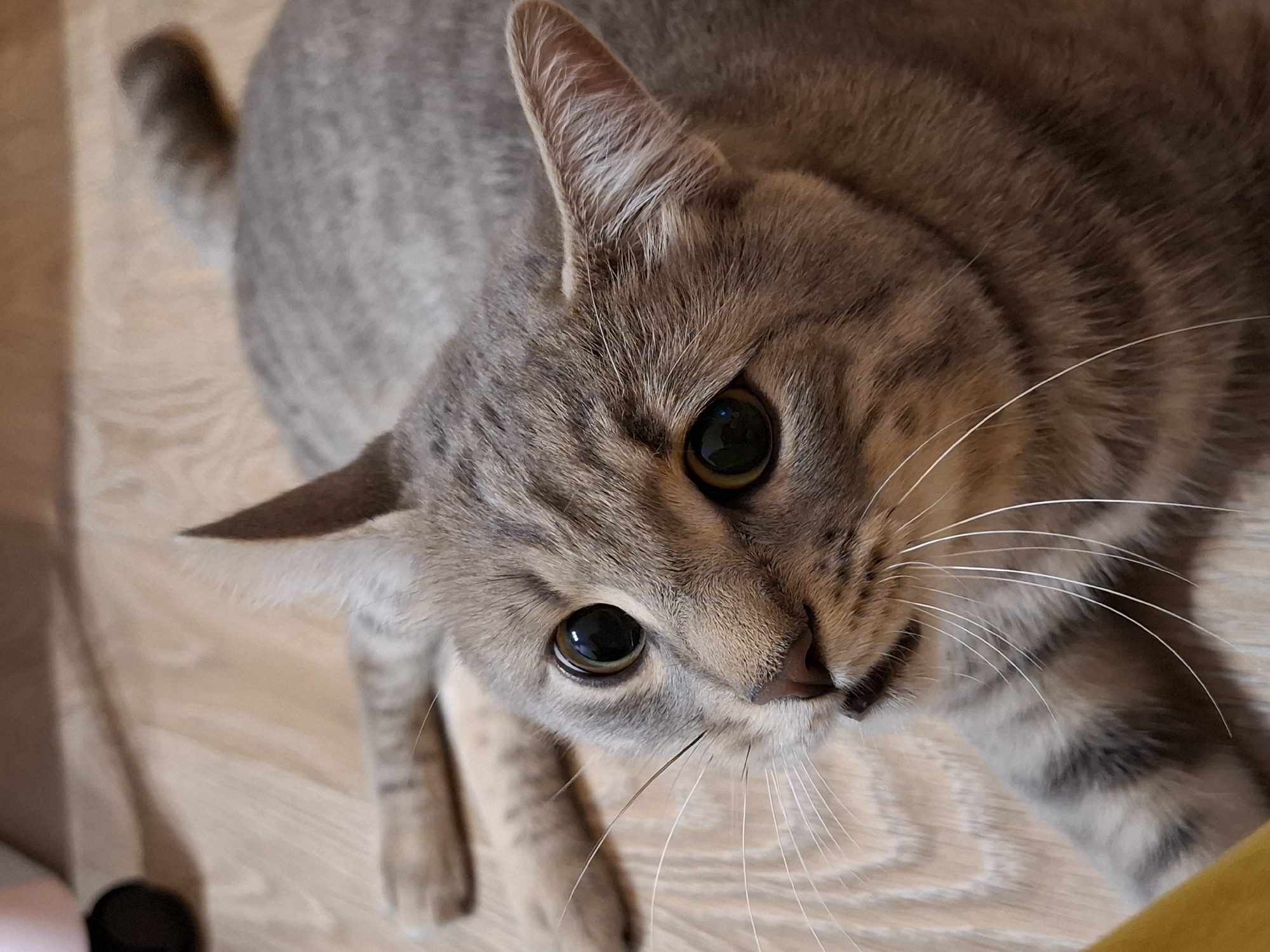 A close-up, eye-level, medium shot captures a gray tabby cat lying on its side on a light-colored wooden floor. The cat is positioned with its head turned towards the viewer, its body extending away from the camera. Its fur exhibits a tabby pattern with darker gray stripes against a lighter gray background. The cat's eyes are wide open and dark green, reflecting the lighting. Its whiskers are prominent and white. The background is a wooden floor with visible grain patterns. A sliver of a yellow object is present in the lower left corner, and a blurred dark object is visible in the upper left quadrant. The scene appears to be indoors, possibly in a residential setting in Zemun Urban Municipality, Serbia.