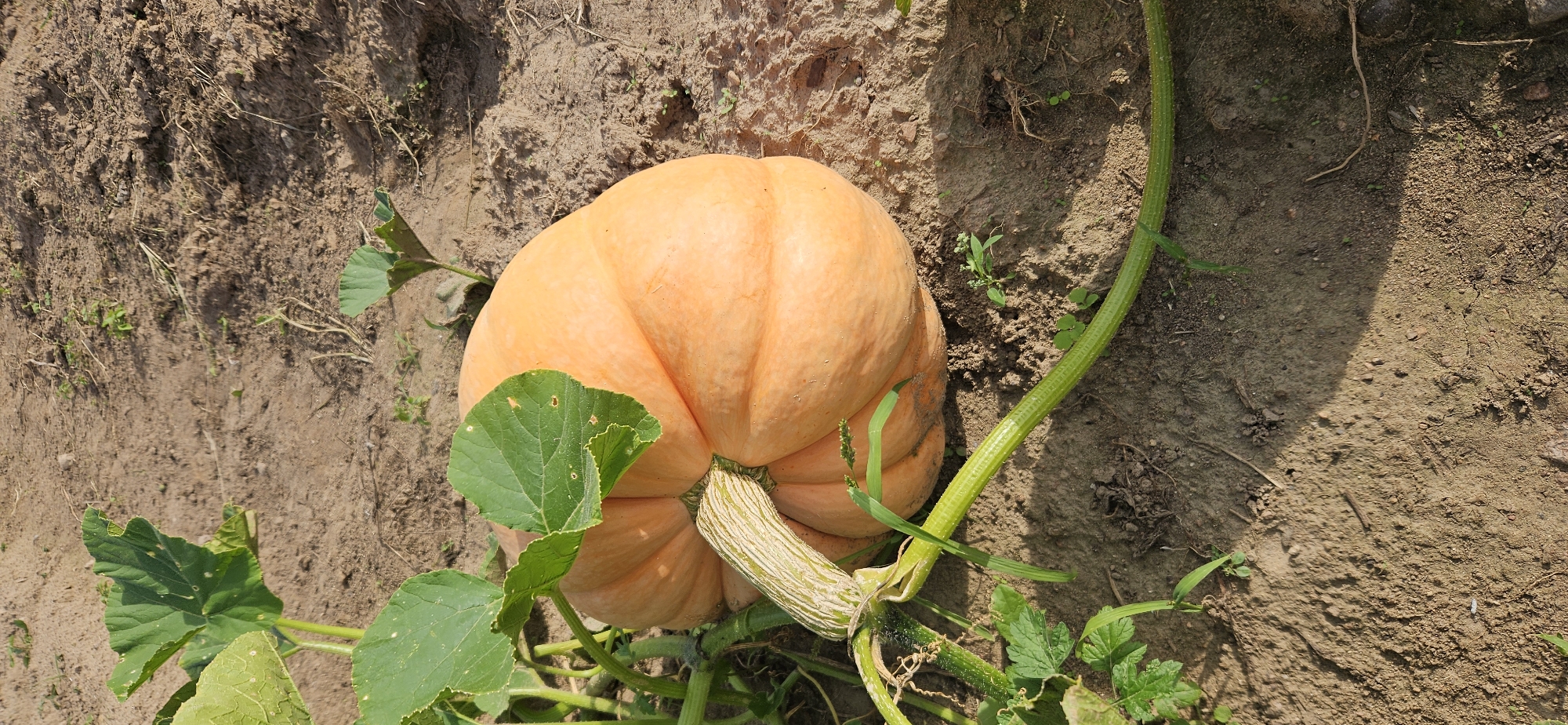 The image depicts a large, orange pumpkin growing on a vine in a dirt field. The pumpkin is round with visible ribs and a ribbed, light green stem attached. Several large, green leaves of the pumpkin vine are visible around the fruit. The ground is dry, dusty soil with some scattered small weeds and debris. The lighting suggests it is daytime, with shadows cast on the ground. The image appears to have been taken outdoors, in a rural setting such as the Мазалаўскі сельскі Савет, Belarus, where pumpkins are commonly cultivated. There are no people or animals present in the image.