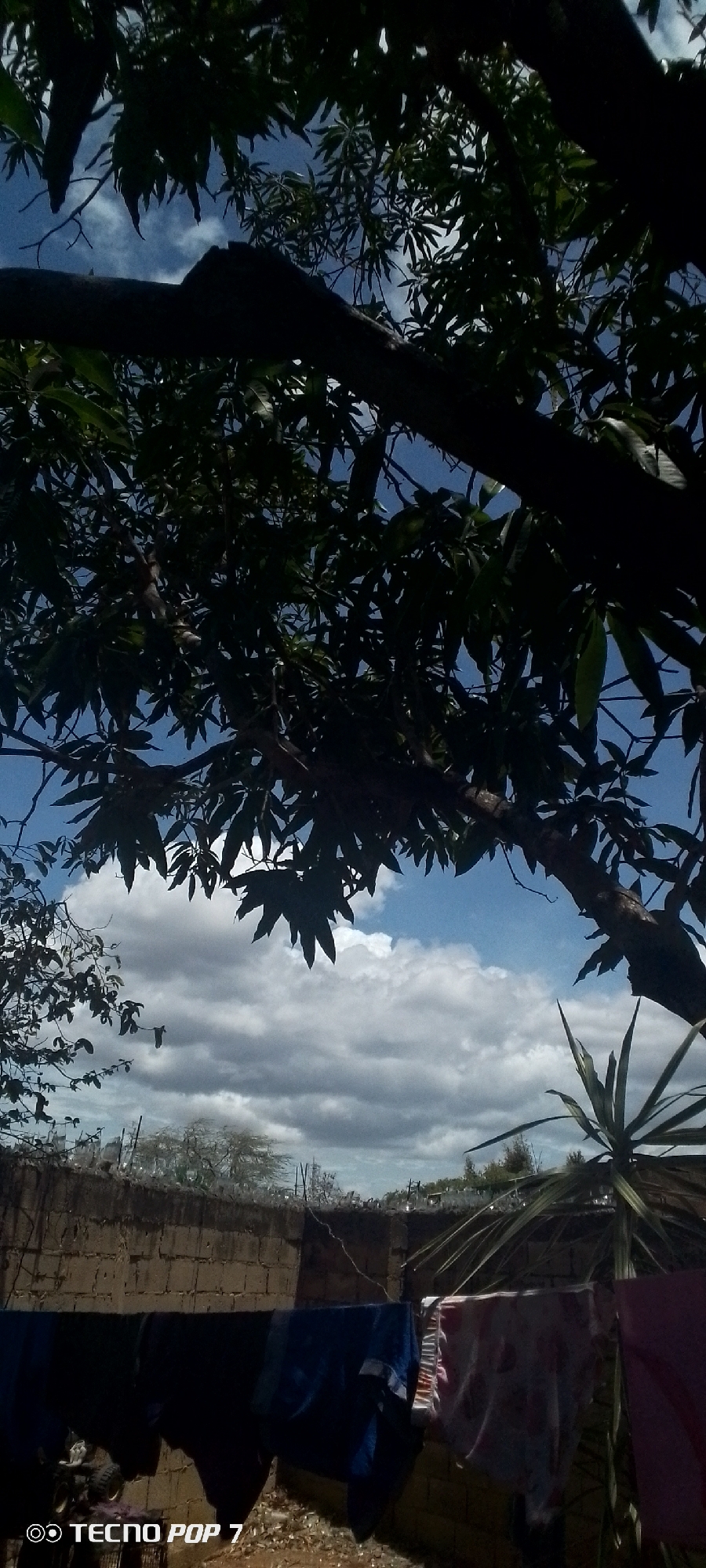 The image captures an outdoor scene, looking upwards, in what is identified as Altagracia, Venezuela. The upper portion of the frame is dominated by the dense, dark green foliage and prominent branches of a large tree, silhouetted against a bright blue sky partially obscured by white and grey cumulus clouds.
In the middle ground, a horizontal concrete block wall, constructed from two distinct types of blocks, serves as a barrier. The upper course of the wall appears to have security enhancements, possibly broken glass or barbed wire, although details are indistinct. Beyond this wall, the distant landscape reveals sparse, lighter-toned vegetation and faint outlines of structures under a cloudy horizon.
The foreground features a clothesline stretched across the lower section of the image. Several items of clothing are hanging to dry: dark blue garments on the left, a mix of lighter-colored and patterned items in the center, and a dark pink/red item on the right. The ground beneath the clothesline is dry, reddish-brown earth. To the far left foreground, a fragment of a small vehicle, possibly a toy quad bike, is partially visible. On the far right, a plant with long, stiff, spiky leaves extends upwards. No individuals are present in the frame. A "TECNO POP 7" watermark is present in the lower left corner.