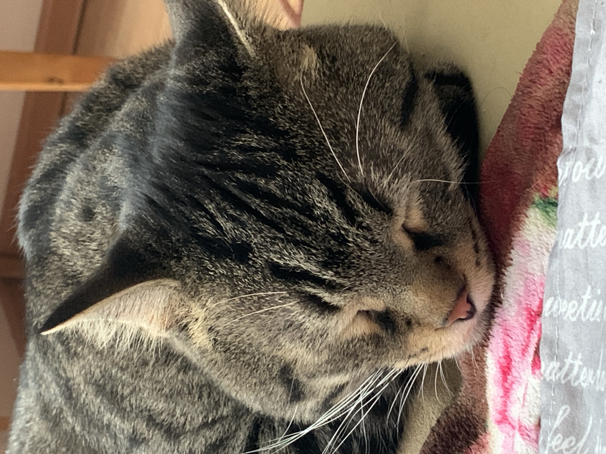 A close-up captures a sleeping tabby cat with its head resting on a patterned fabric. The cat's eyes are closed, and its whiskers are visible against the soft material.