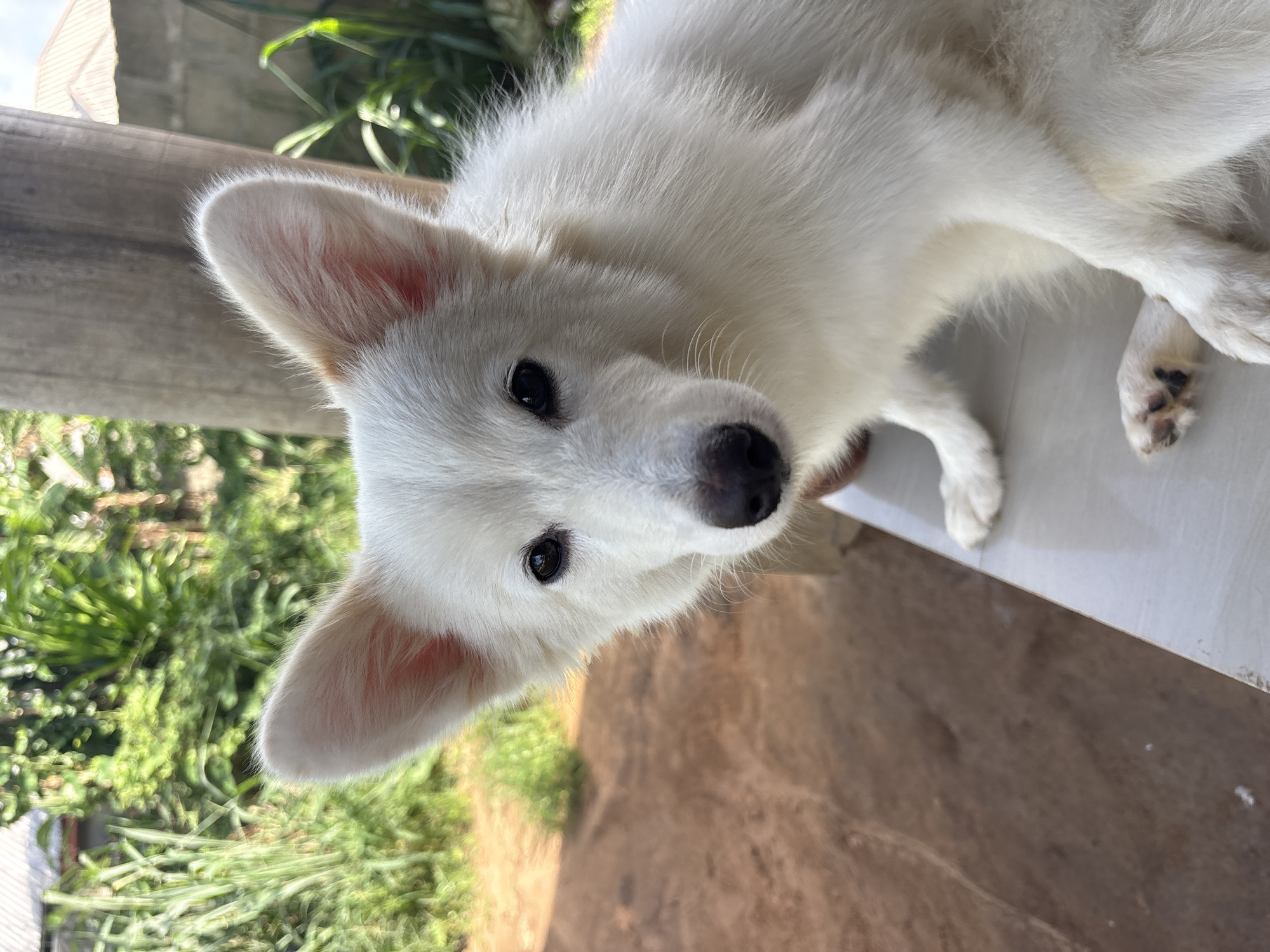 The image shows a close-up view of a white dog with pointed ears and a black nose. The dog's eyes are also black. The dog is lying down, its fur is fluffy. The background includes a wooden surface and green foliage.
There is no verifiable evidence in the image that connects it specifically to Ikot Ekpene, Nigeria.