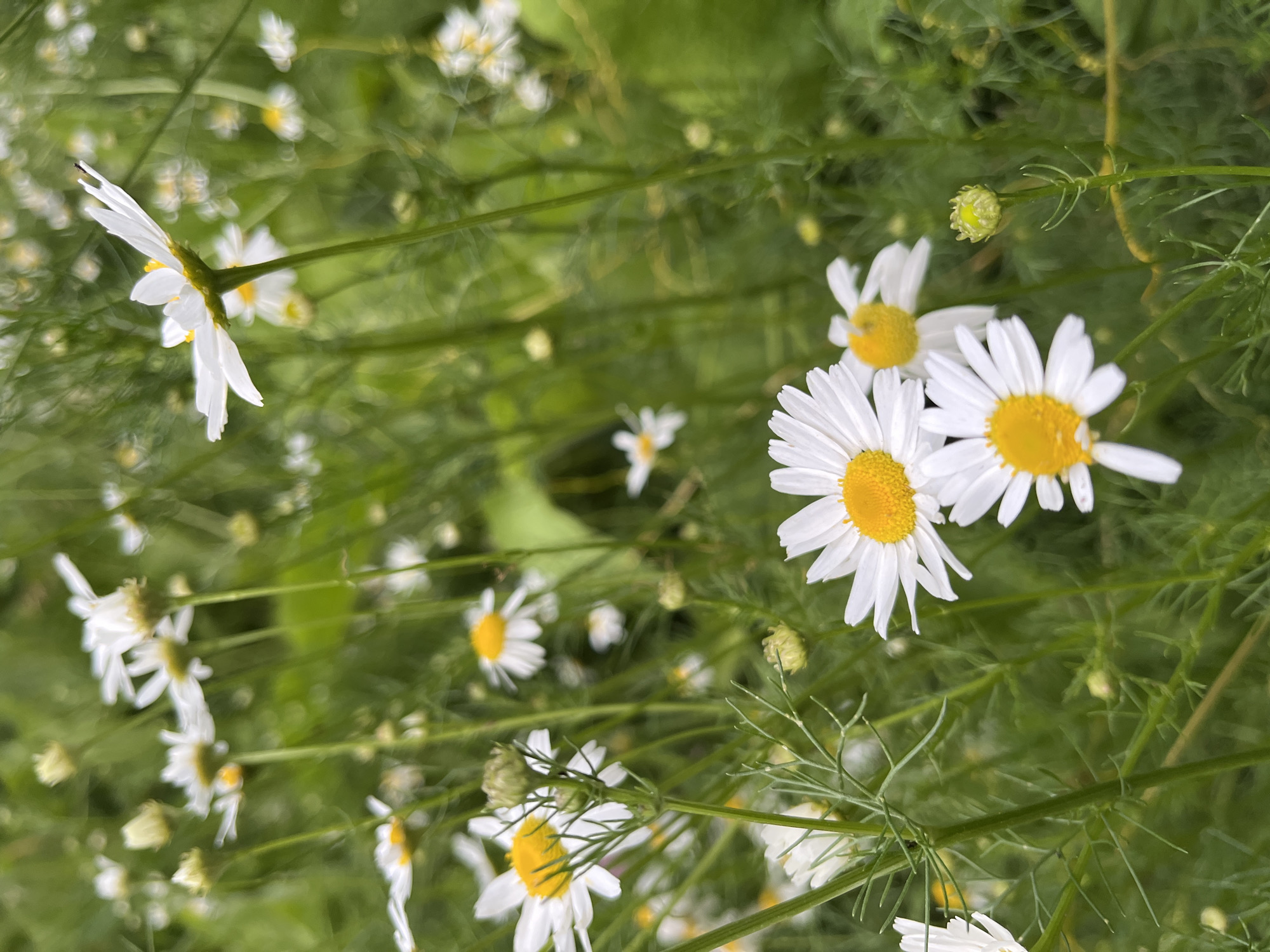 A close-up, slightly blurred, vertical outdoor shot captures a dense field of daisies, with a focus on several white-petaled flowers with yellow centers. Some flowers are in full bloom, while others are developing buds. The background is a soft green blur of more daisies and foliage, suggesting a natural setting. There are no people or man-made objects visible in the image. The scene is likely located in Glinovka, Kazakhstan, based on the prompt.