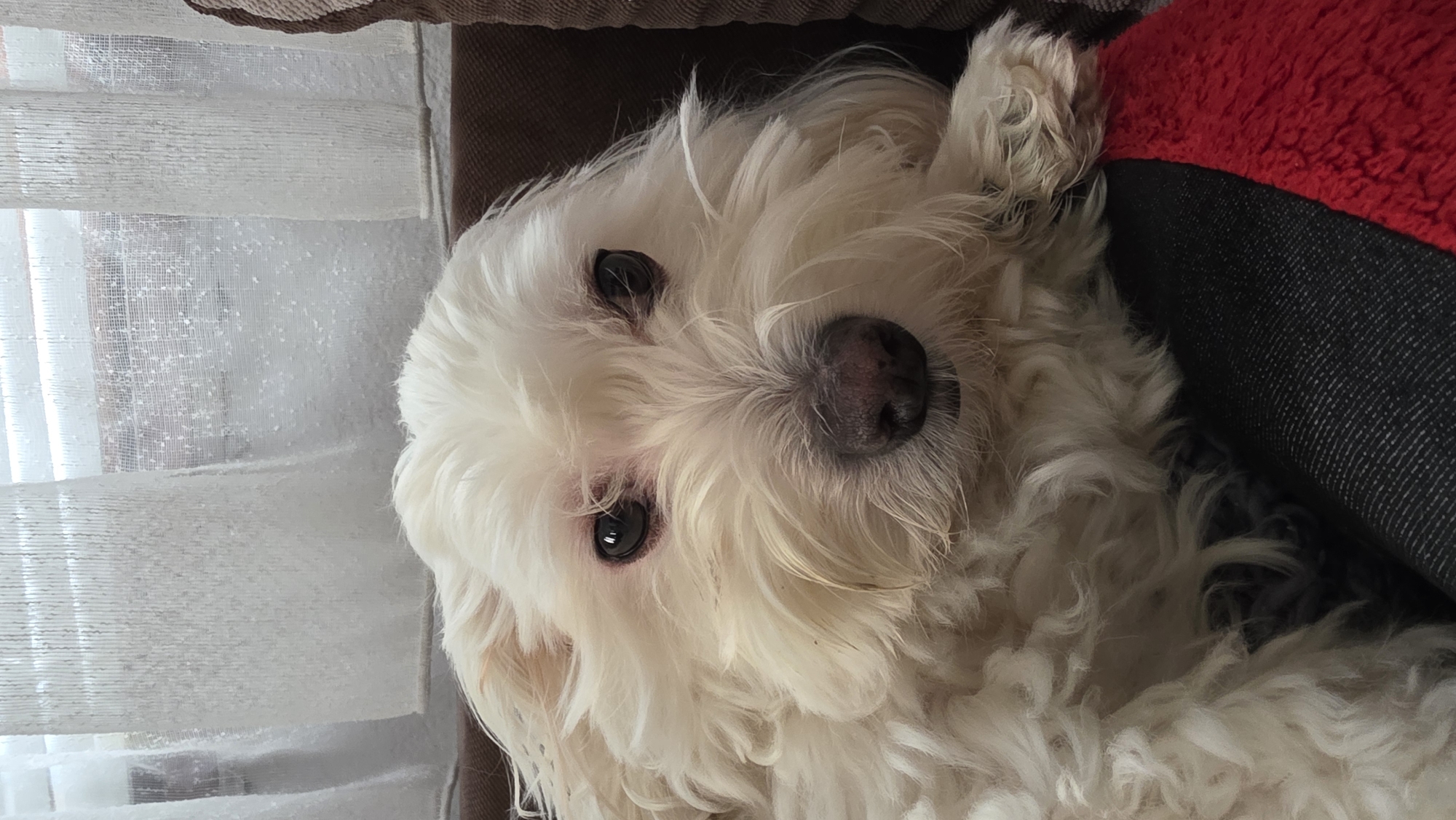 This is a close-up, slightly tilted portrait of a small, fluffy white dog, likely a Maltese or a similar breed, situated indoors in Blagoevgrad, Bulgaria. The dog's head and upper body fill the majority of the frame, positioned horizontally with its gaze directed towards the viewer. Its black, expressive eyes are prominent, along with its dark nose. There are subtle reddish-pink stains around the dog's eyes.
The dog appears to be resting comfortably on a dark grey or black cushioned surface, which is part of a larger dog bed. A section of a vibrant red, plush fabric, likely a trim or part of the dog bed, is visible in the upper right corner. In the background, to the left, are sheer white curtains or blinds, through which diffuse daylight can be seen, indicating it is daytime. The lighting is soft and indirect. The dog's expression conveys a sense of calm and attentiveness. No other subjects are visible, and there is no discernible text in the image. The setting suggests a cozy indoor environment, possibly a living room or bedroom.