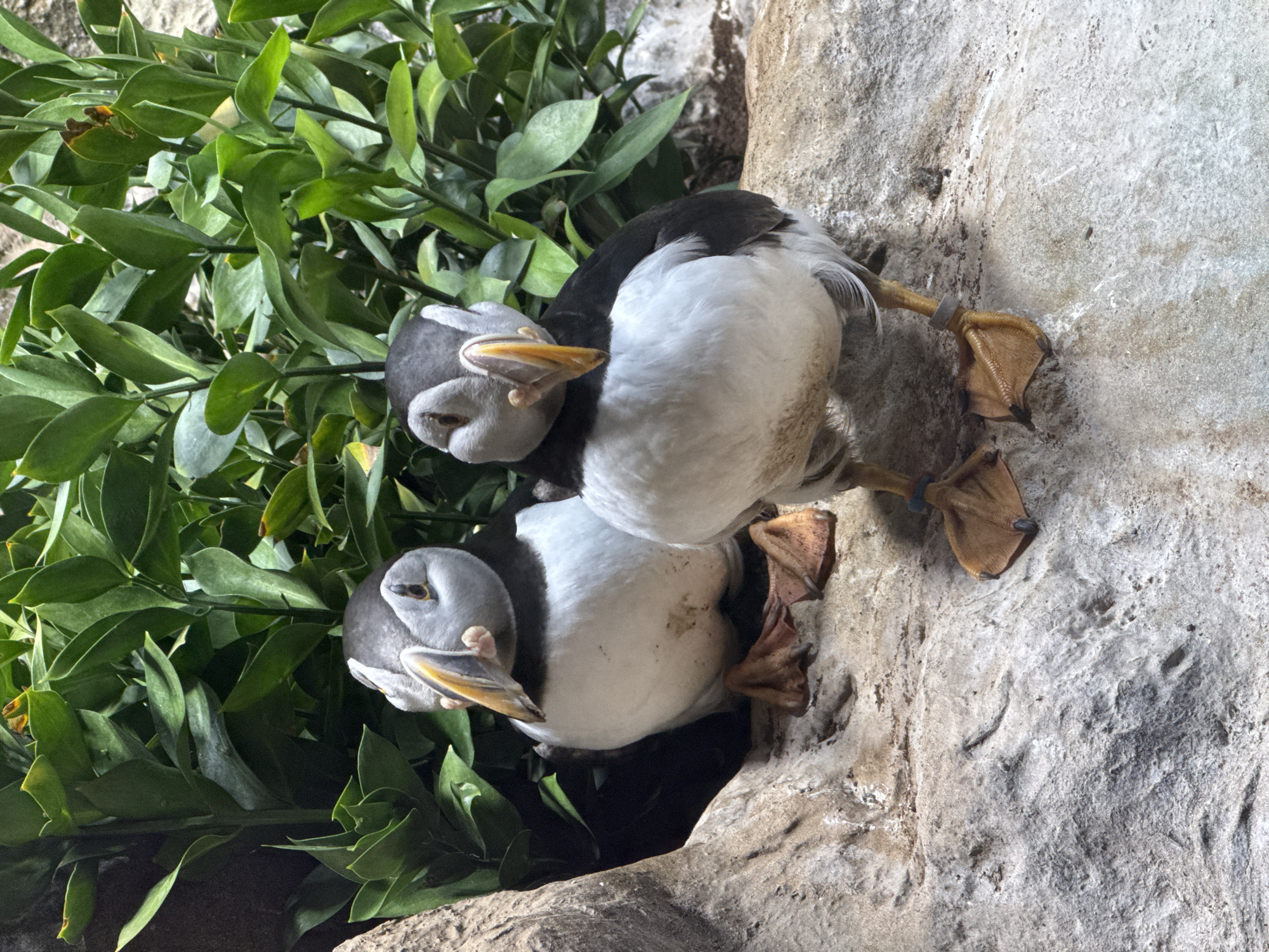 The image shows two puffins standing on a rocky surface in front of a dense green foliage background. The puffins are facing the camera, and their distinctive black and white plumage and colorful beaks are clearly visible. The puffin on the left is slightly behind the puffin on the right. The rocky surface appears to be textured and irregular. The foliage consists of many green leaves and stems, some of which extend into the upper part of the frame. The lighting appears to be soft and diffused, suggesting an indoor or overcast environment. The scene does not depict any identifiable landmarks or urban features, therefore, its location in the city of Unknown, Unknown cannot be determined.