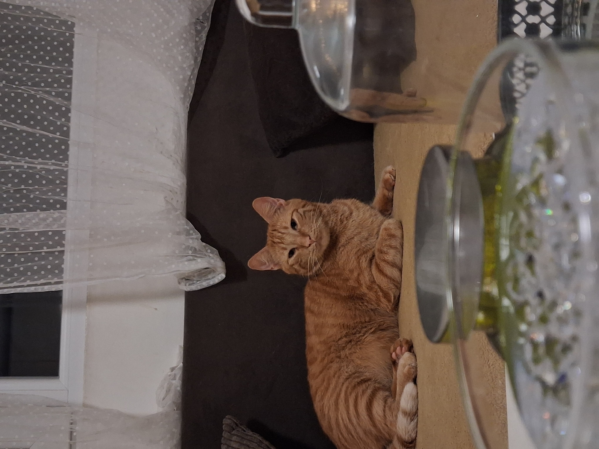 An orange tabby cat lies on a dark grey sofa. A white curtain with polka dots is visible to the left of the sofa and a decorative clear glass object rests on a surface to the right. The location is not discernable from the image and therefore, its location within the city of Varna, Bulgaria cannot be determined.