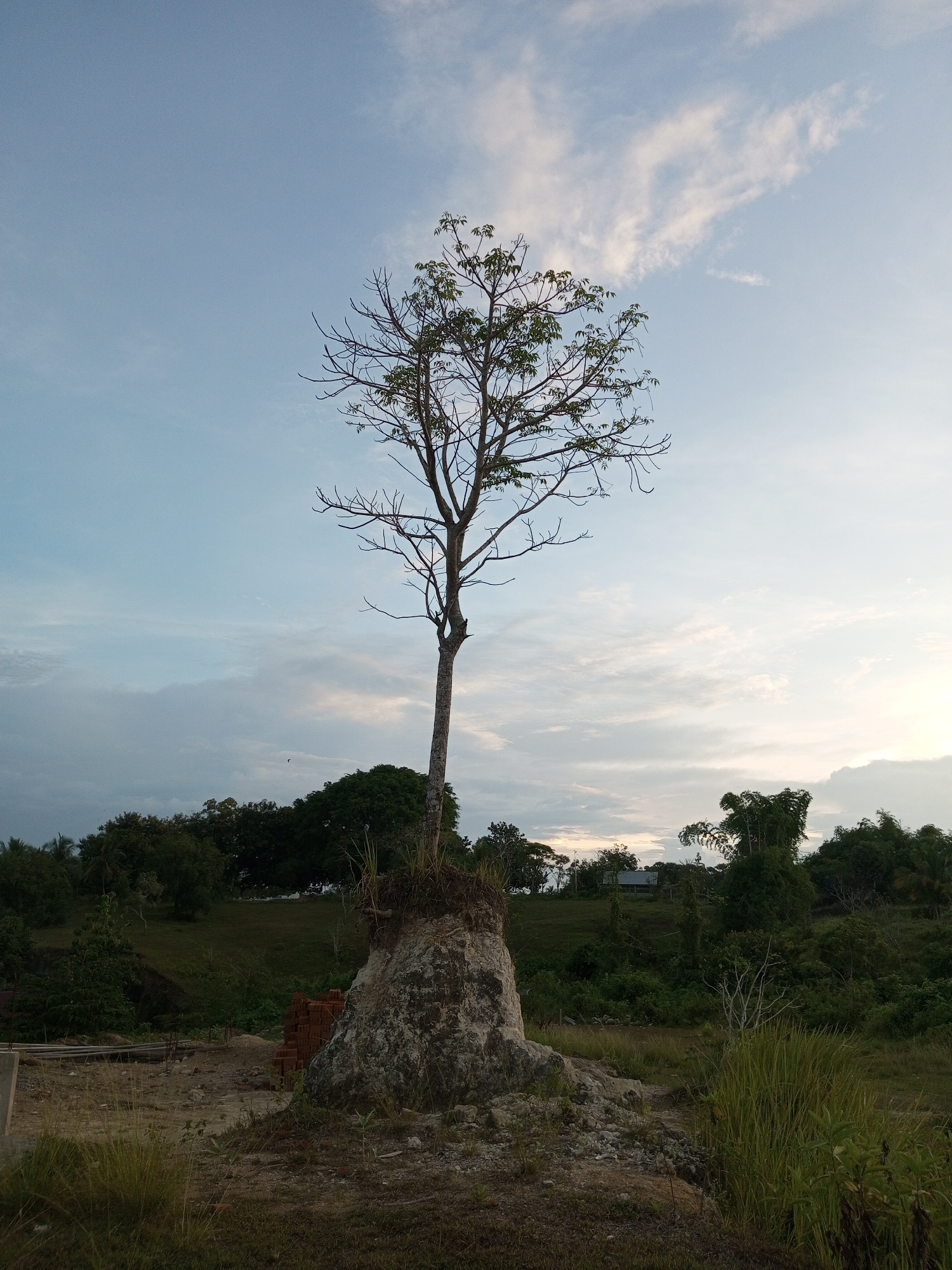The image shows a tree growing on a mound of earth or rock, set against a backdrop of other trees and a cloudy sky, likely near sunset or sunrise due to the soft lighting. The tree is mostly bare of leaves, with only a few visible at its top. In the background are lush green trees and vegetation. The ground is a mix of dirt, grass, and some construction debris including bricks, suggesting recent or ongoing construction activity. The location is Lhokseumawe, Indonesia. There are no people visible in the image.