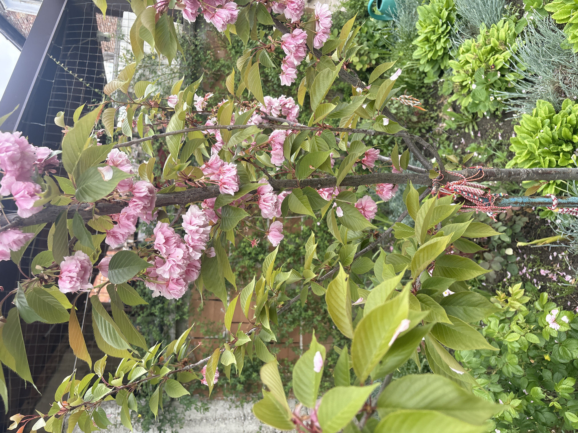 A medium-angle, high-perspective shot focuses on a tree branch laden with light pink, multi-petaled blossoms and light green leaves. The branch, running horizontally through the center of the frame, is partly decorated with a collection of colorful, braided cords and threads. Above and to the right, a garden bed is visible with various shades of green foliage and small white flowers scattered on the ground. The background is obscured by the foliage, with hints of other plants and structures. Part of a metal fence is visible to the upper left. The scene appears to be set outdoors, possibly in a garden or yard. There are no people or animals visible in the image. The location and specific details of Yoakim Gruevo, Bulgaria are not discernible from the photograph alone.