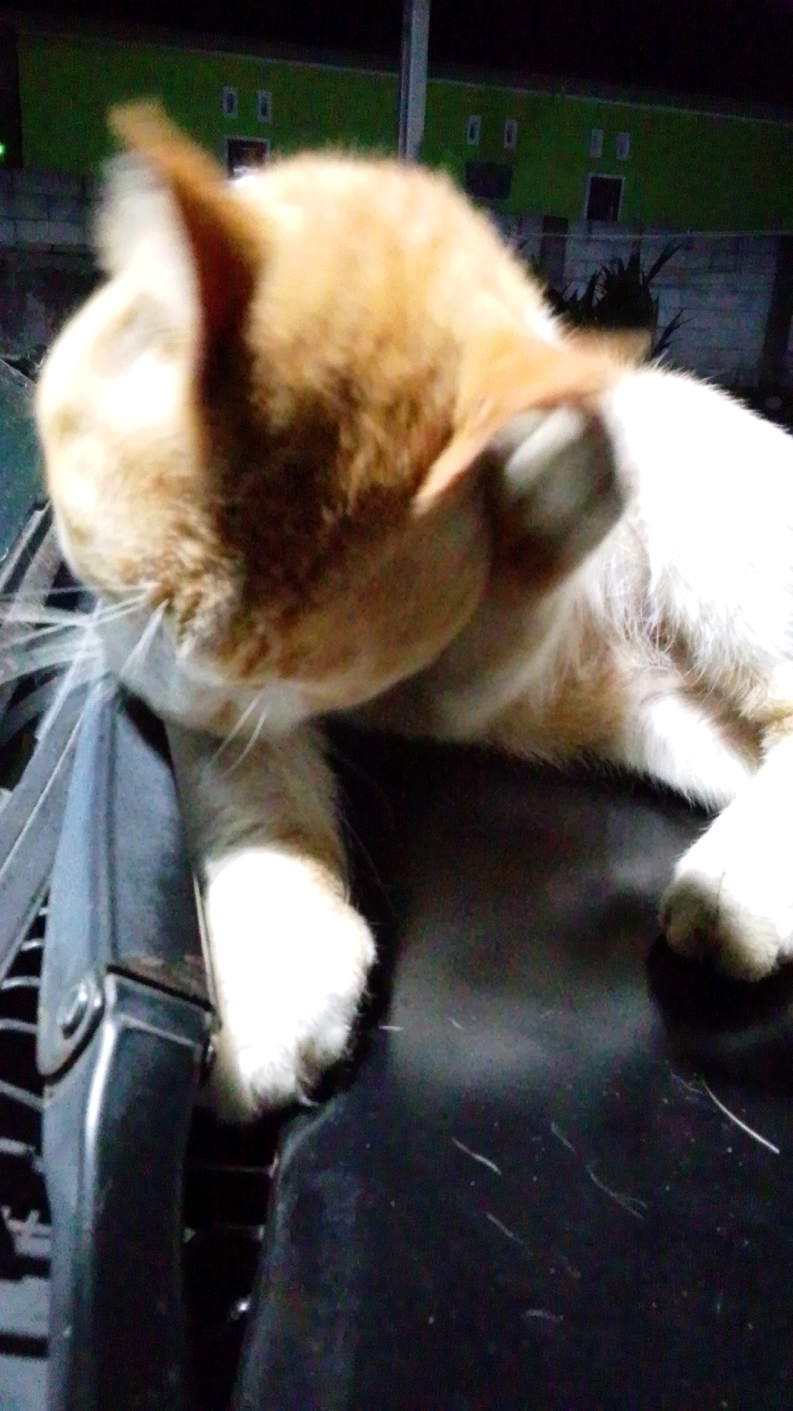 A ginger and white cat is resting on a dark, possibly metallic surface. The cat is facing away from the camera, with its head turned down and to the side. Its fur is fluffy and appears clean. One of the cat's front paws is resting on the surface, while another paw is partially visible. The background is dark and out of focus, with some green structures and small illuminated windows suggesting a building. The overall lighting is dim, indicating it is nighttime or a poorly lit indoor environment. This scene could be taking place in a residential area or an outdoor space within Cintaratu, Indonesia.