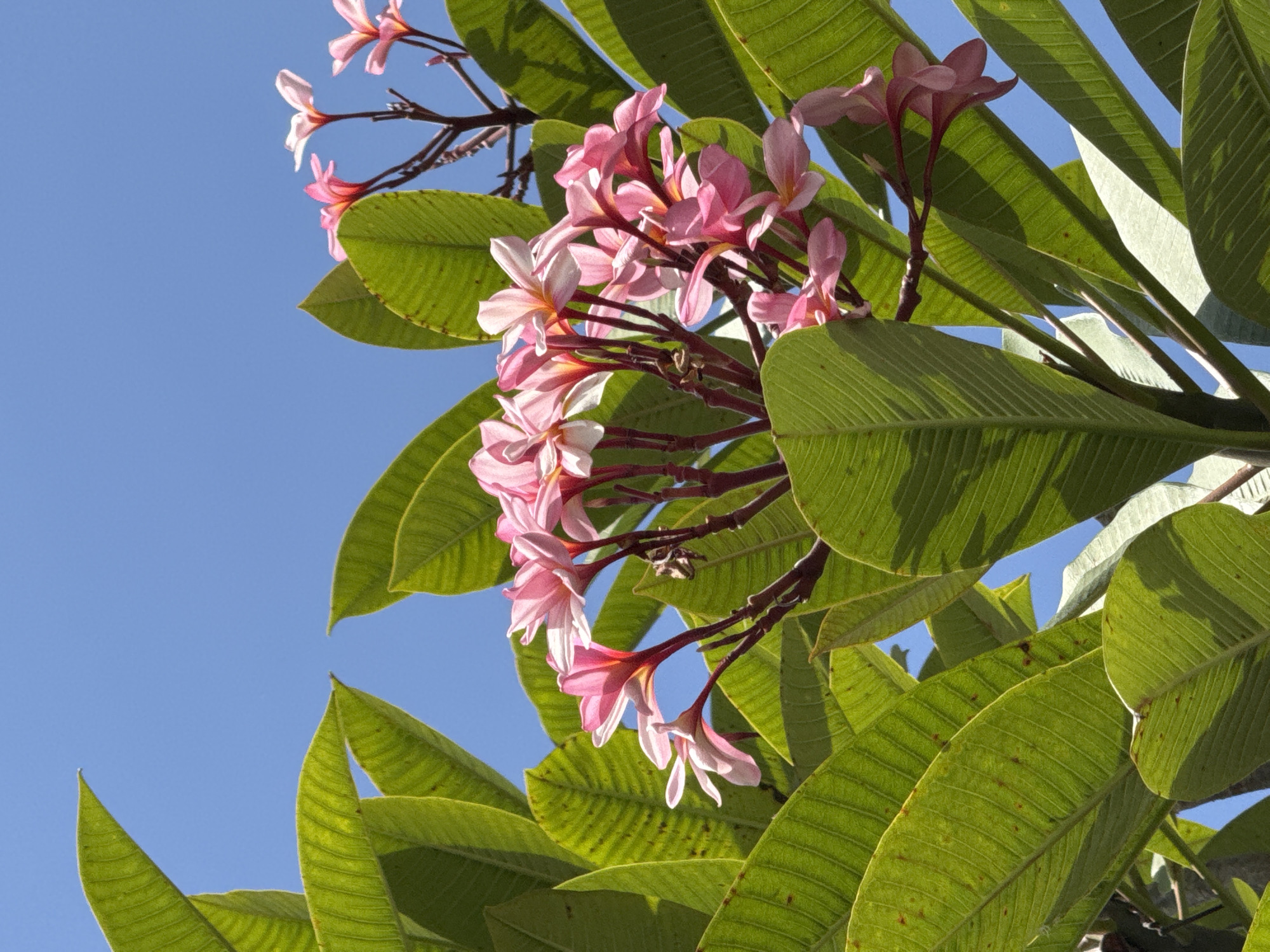 This is a close-up, low-angle shot of a cluster of pink plumeria flowers, also known as frangipani, set against a vibrant blue sky. The flowers are in various stages of bloom, with some fully open and others still budding. They are clustered on dark red stems, surrounded by lush, green leaves. The leaves are broad and oval-shaped, with prominent veins running parallel to each other. Some of the leaves show signs of age, with small brown spots. The image appears to be taken outdoors in a tropical environment, possibly a garden or park. The lighting suggests a sunny day, with clear shadows cast by the leaves. The overall impression is one of natural beauty and tranquility.
