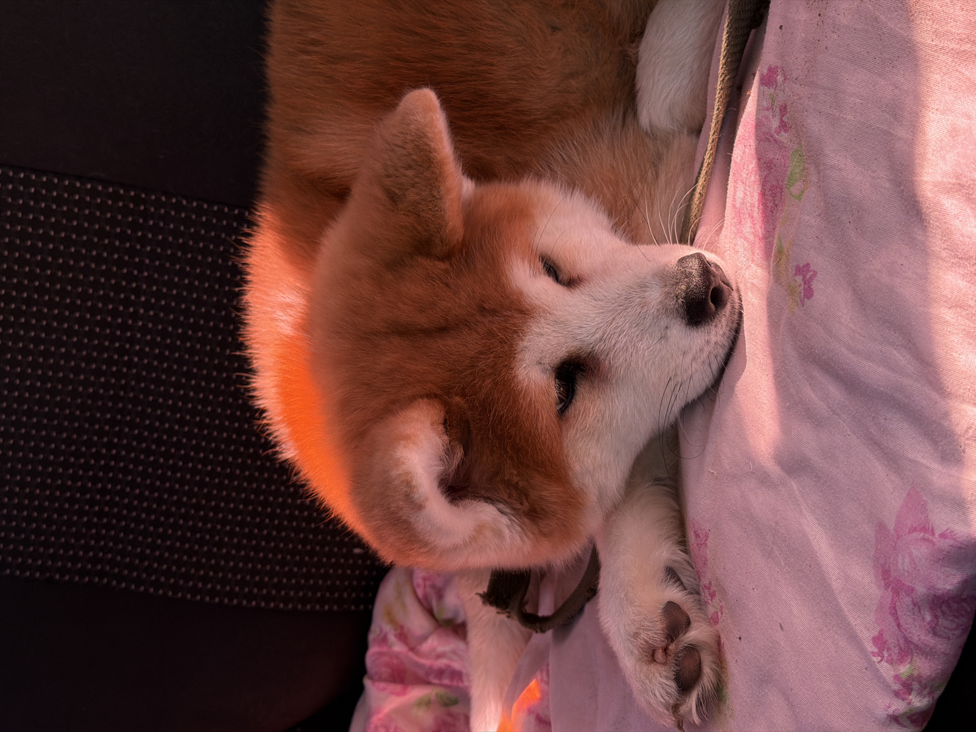 The image shows a dog, likely an Akita breed, lying on a pink floral patterned blanket in a vehicle. The dog's head is resting on the blanket, with a paw visible. The dog has reddish-brown fur on its head and white fur on its face and paws. The background includes part of a dark car seat. The location is stated to be Chaikovsky, Russia.