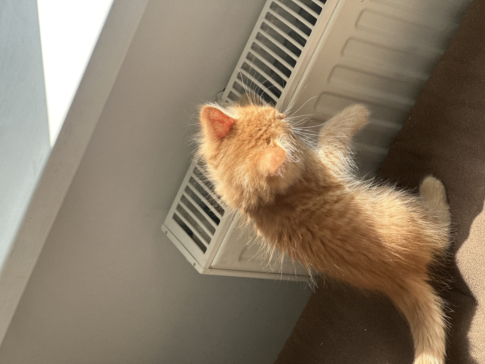 A high-angle shot depicts a ginger kitten lying on a beige radiator, positioned adjacent to a brown sofa. The radiator is mounted on a light gray wall, with a contrasting white section of wall and window frame visible to the left. Sunlight illuminates the scene, creating shadows that fall on the kitten and sofa. The specific location in Moscow, Russia is indeterminable from the given image.