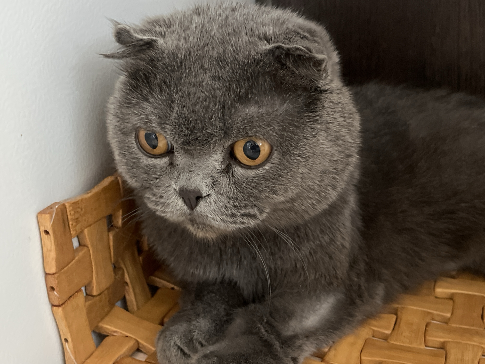A close-up, eye-level shot shows a grey Scottish Fold cat with large, amber eyes resting on a woven, wooden surface. The cat's ears are folded forward, and its gaze is directed downwards and to the left. The background is divided, with a plain white wall on the left and a dark, blurred surface on the right. The lighting appears to be soft, creating subtle shadows on the cat's fur and the wooden surface. The image does not contain any recognizable landmarks or clues that would indicate its location within Taganrog City District, Russia.