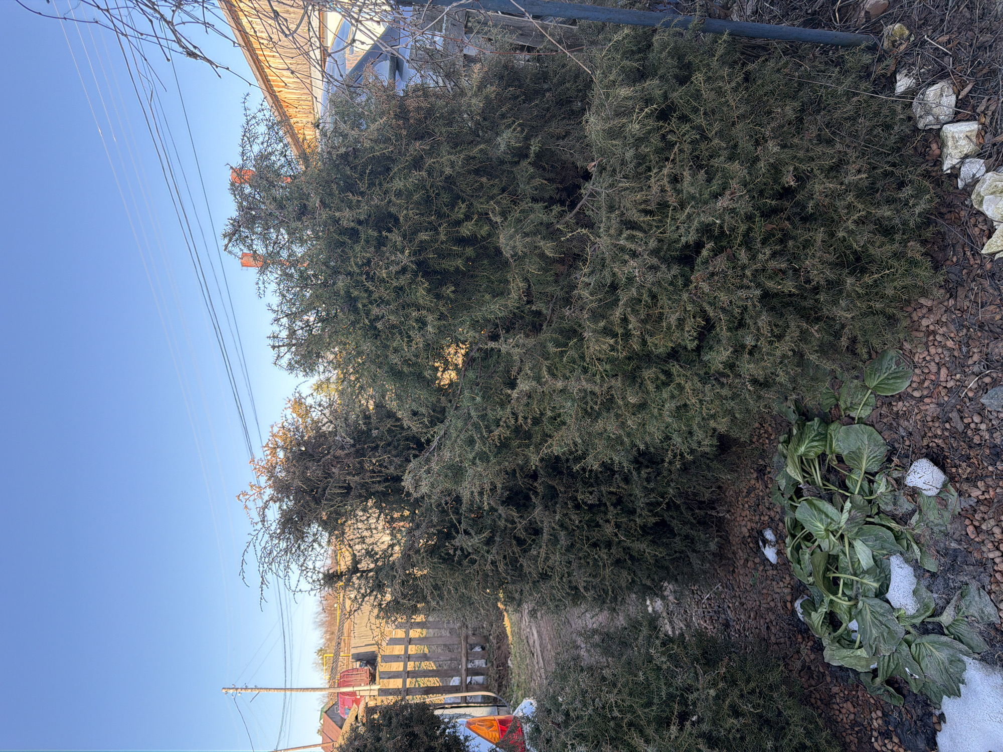 The image shows a large evergreen shrub in an outdoor setting. The shrub is dense and its foliage appears to be of a dark green hue. The ground around the shrub is covered with small pebbles and some ground vegetation. There are patches of snow visible near the ground vegetation, suggesting a cold climate. The image also captures a glimpse of a building and a wooden fence in the background, and a utility pole with power lines extending across the sky. The location is presumed to be Большой Букор, Russia, based on the query.