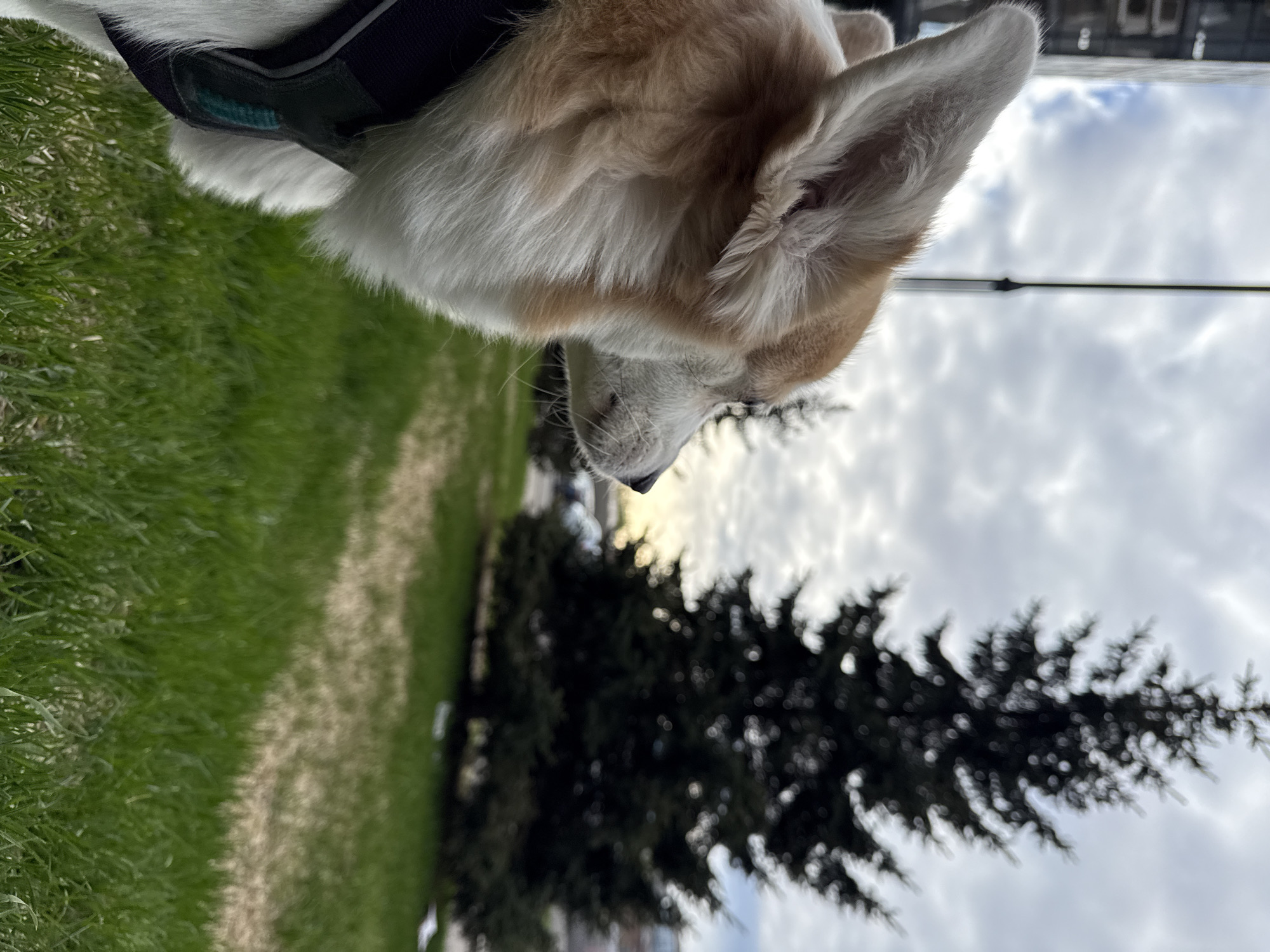 A corgi wearing a harness is partially visible in the upper left portion of the frame. Green grass is visible on the left side, while a dark green pine tree occupies the lower-middle area. The background contains a cloudy sky and a blurred building, possibly in Krasnoyarsk, Russia. A powerline cuts across the upper right portion of the image. The image is oriented such that the dog appears to be looking down.