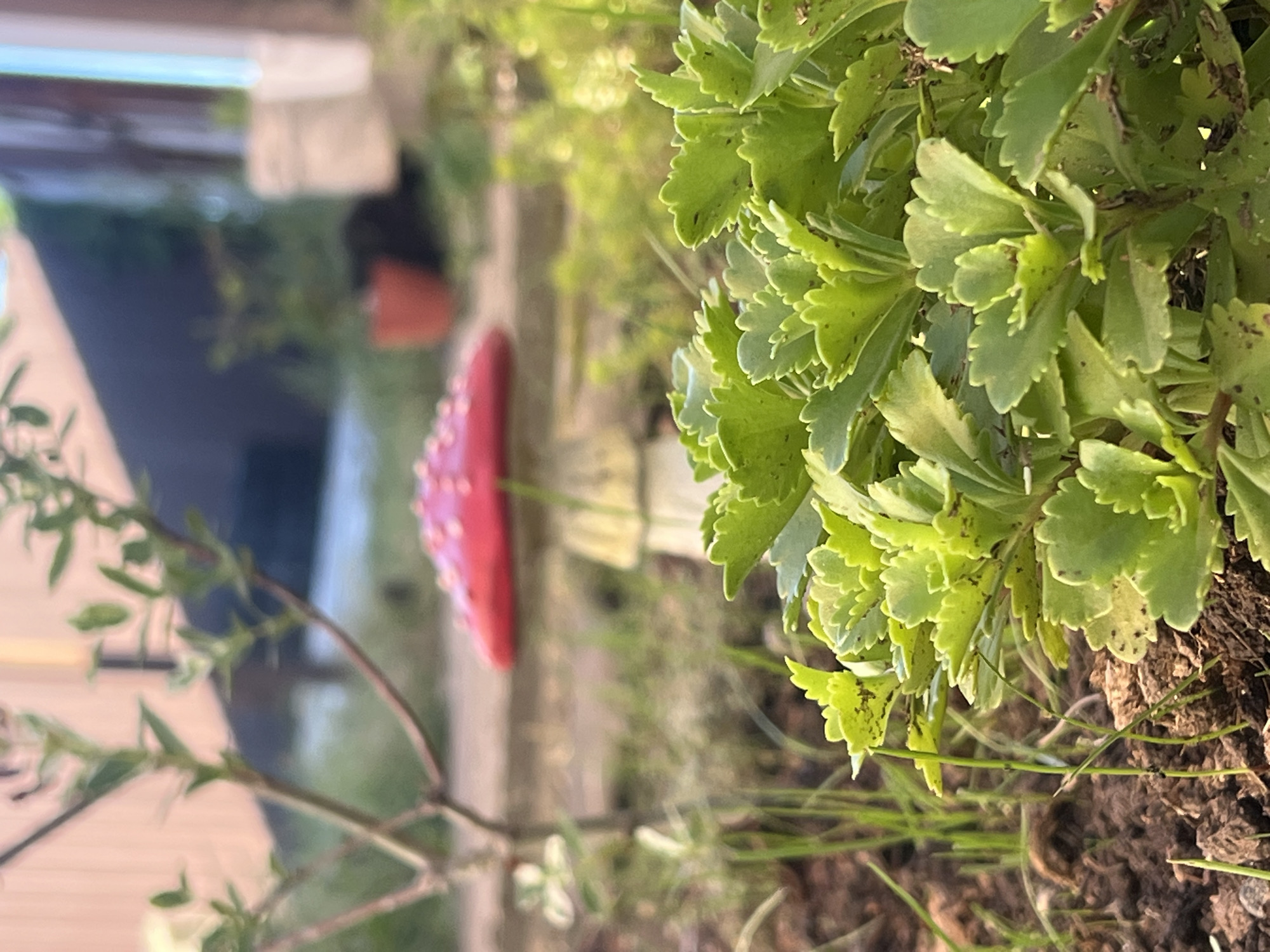 This is a close-up, low-angle shot of a garden. In the foreground, a cluster of bright green succulents with serrated leaves dominates the lower right portion of the frame. The soil beneath the plants is dark and rich, with a few blades of grass emerging. In the middle ground, slightly out of focus, is a decorative garden mushroom with a red cap speckled with white dots and a white stalk. Behind the mushroom, the background is softly blurred, showing more greenery, a terracotta pot with a plant, and a wooden fence. The overall lighting suggests a sunny day. The image does not contain any people or indicate a specific location within Smolenskaya, Russia.