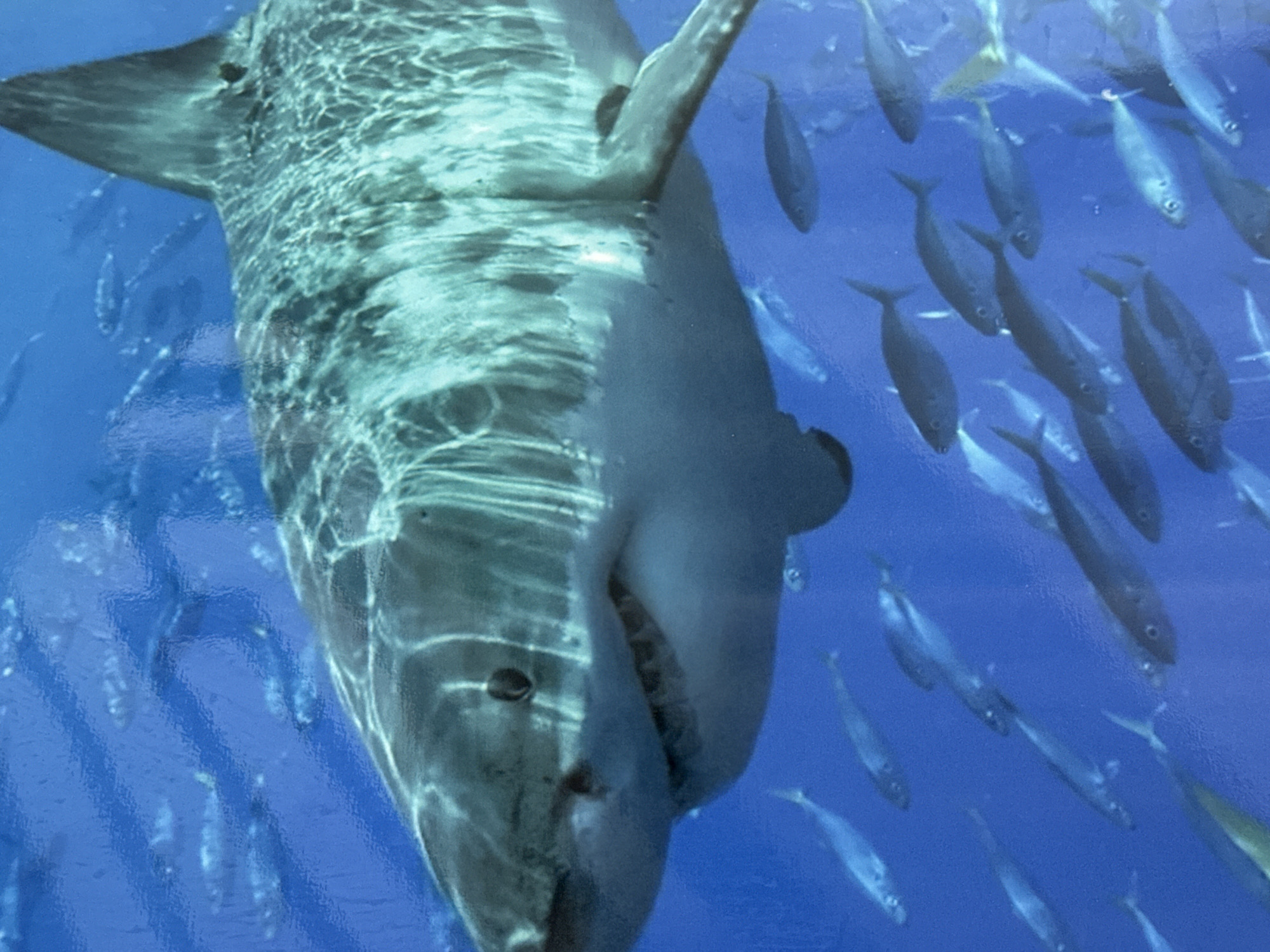 A large grey shark is surrounded by a school of smaller silver fish in blue water. The shark's mouth is slightly open, revealing its teeth. The lighting appears to be coming from above, creating rippled shadows on the shark's body. The image appears to be taken at Davao City, Philippines.