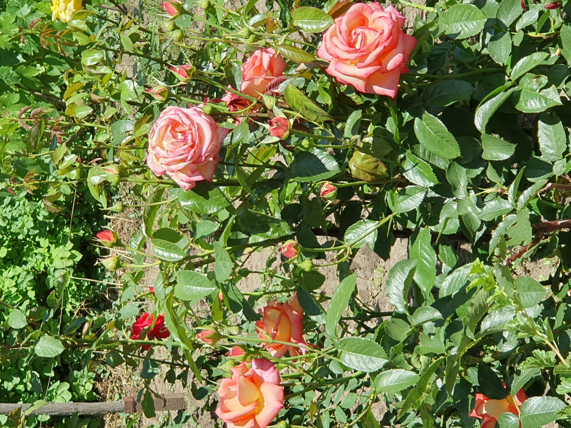 A sunlit, medium-angle shot captures a cluster of peach and pink roses in bloom, interspersed with rosebuds and lush green foliage. The roses exhibit a gradient of color, transitioning from a pale peach at their centers to a richer pink along their outer petals. Some roses are fully open, revealing their intricate layers, while others are still in bud form, their tightly furled petals promising future blooms. The surrounding leaves are a vibrant green, with some showing a slight sheen from the sunlight. The ground beneath the rose bushes is visible, appearing as dry soil with scattered debris. In the background, further greenery forms a dense backdrop. To the left of the frame, a rustic wooden post adds a touch of structure to the natural scene. The overall impression is one of a thriving garden, bathed in bright daylight. The image was taken in Novoivanivka, Ukraine.