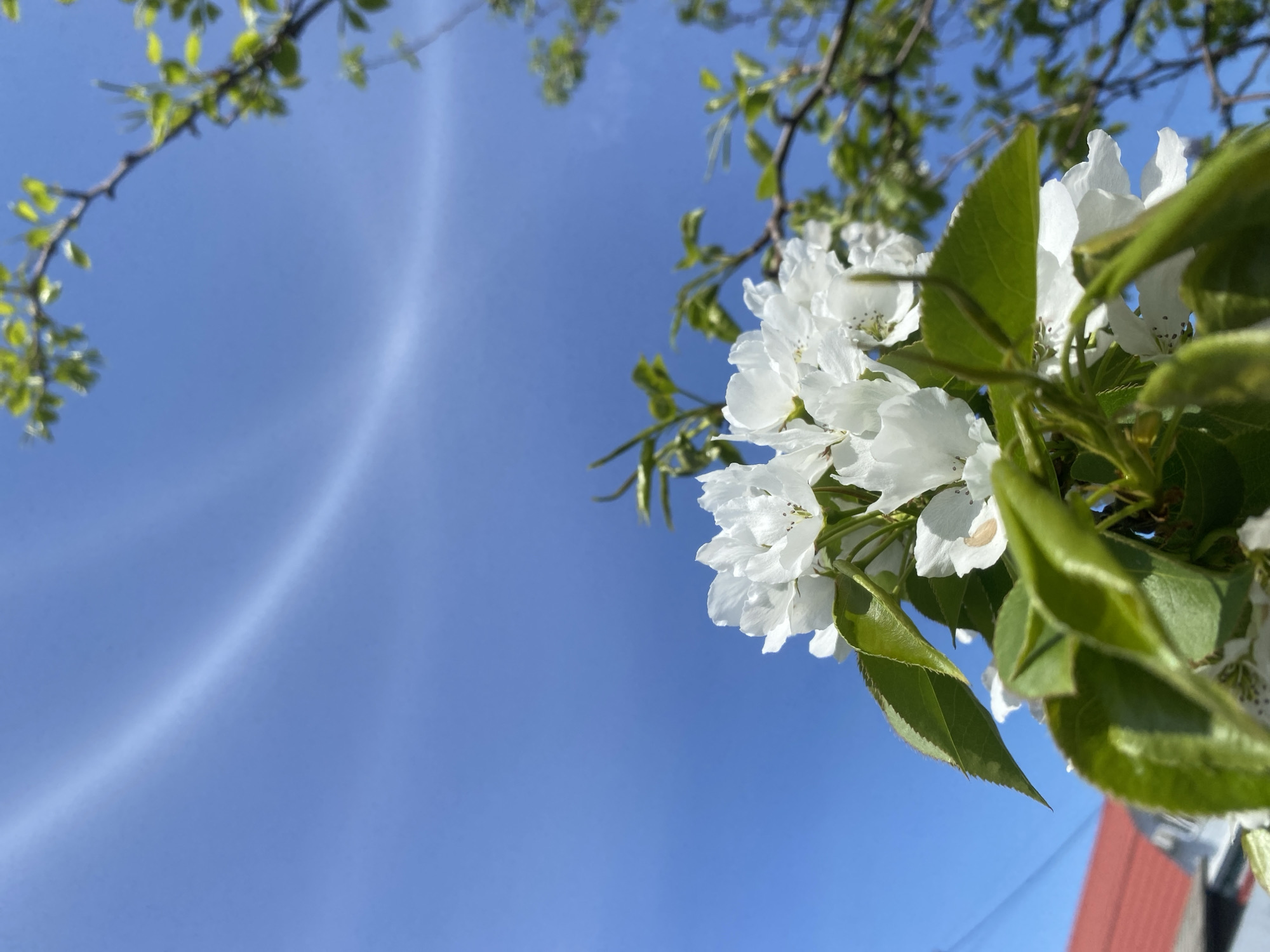 The image depicts a low-angle view of white flowers and green leaves against a clear, light blue sky. A tree branch with young green leaves is visible in the upper left corner. Parts of a building with a red roof can be seen in the lower right corner. There is no indication of the location being in Unknown, Unknown.